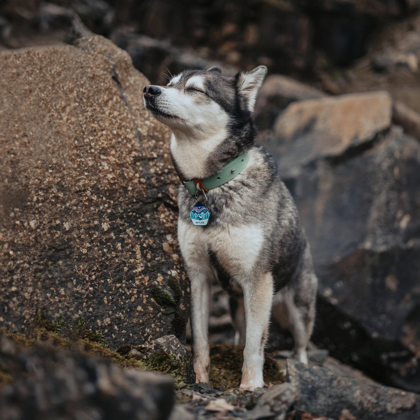 Northern Lights - Silent Dog ID Tag