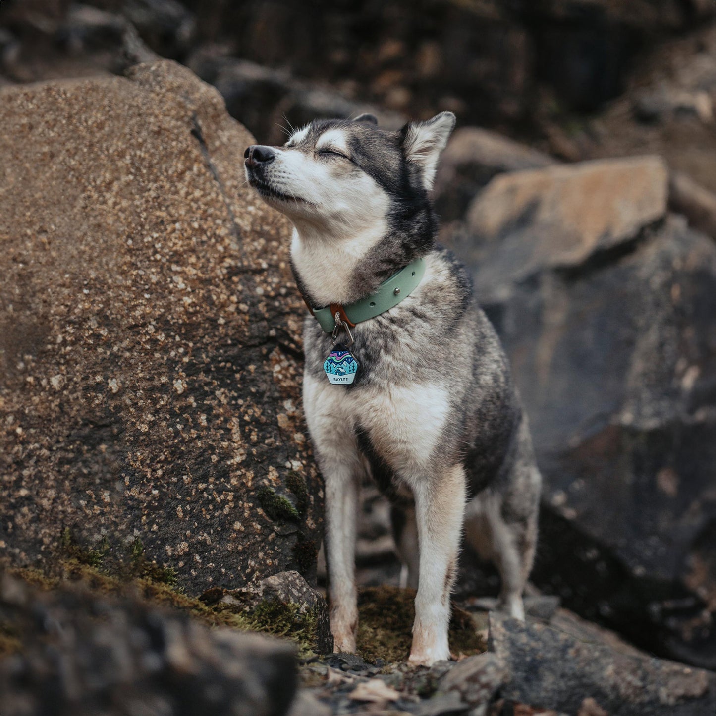 Northern Lights - The Ultimate Silent Dog ID Tag