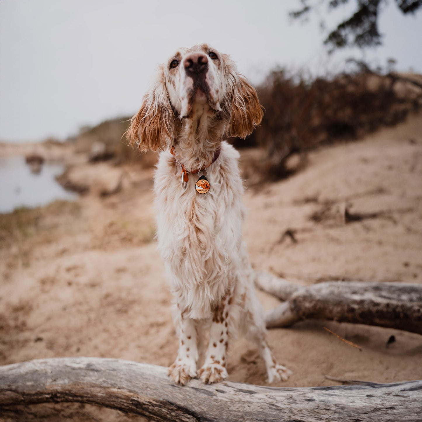 Sunset Orange - The Ultimate Silent Dog ID Tag