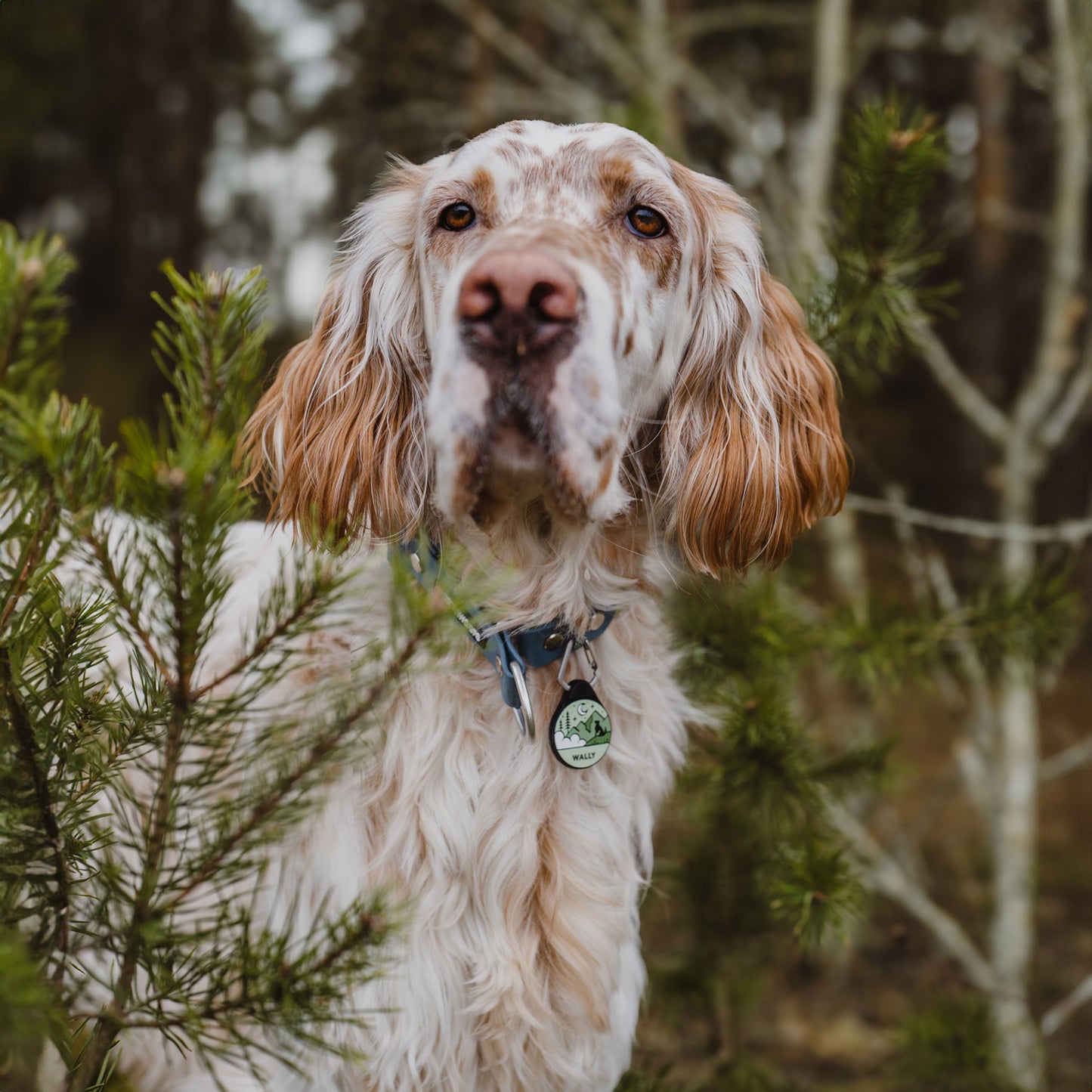 Celestial Green - Silent Dog ID Tag