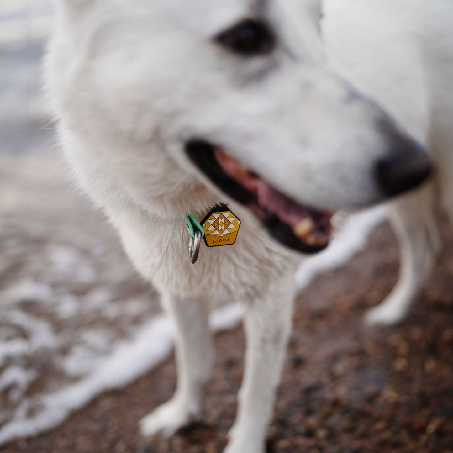 Dandelion Yellow - Silent Dog ID Tag