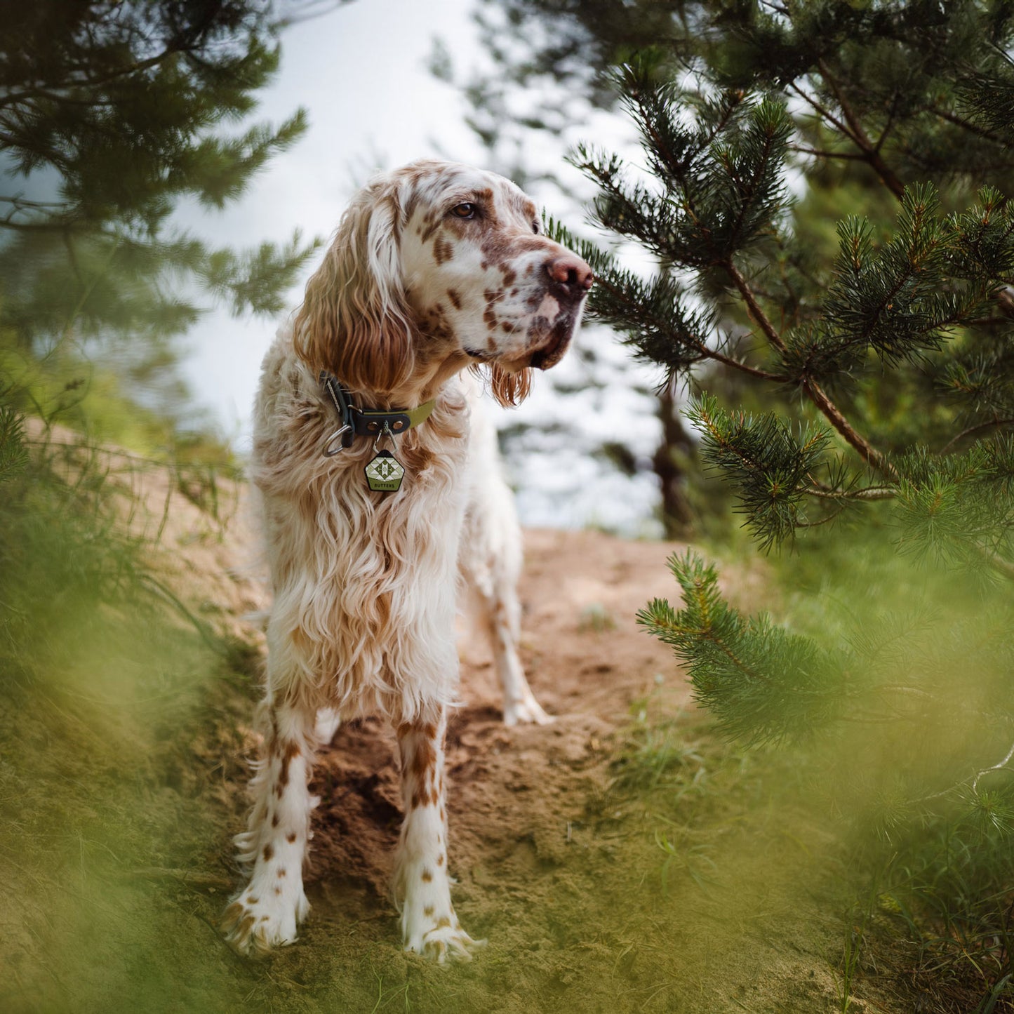 Woodland Green - Silent Dog ID Tag