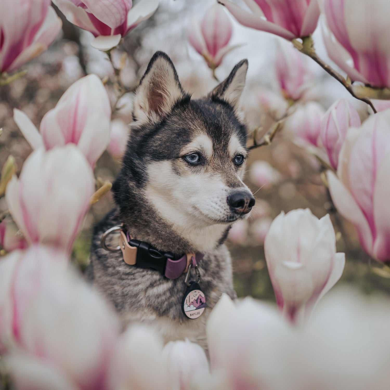 @myloveonpaws