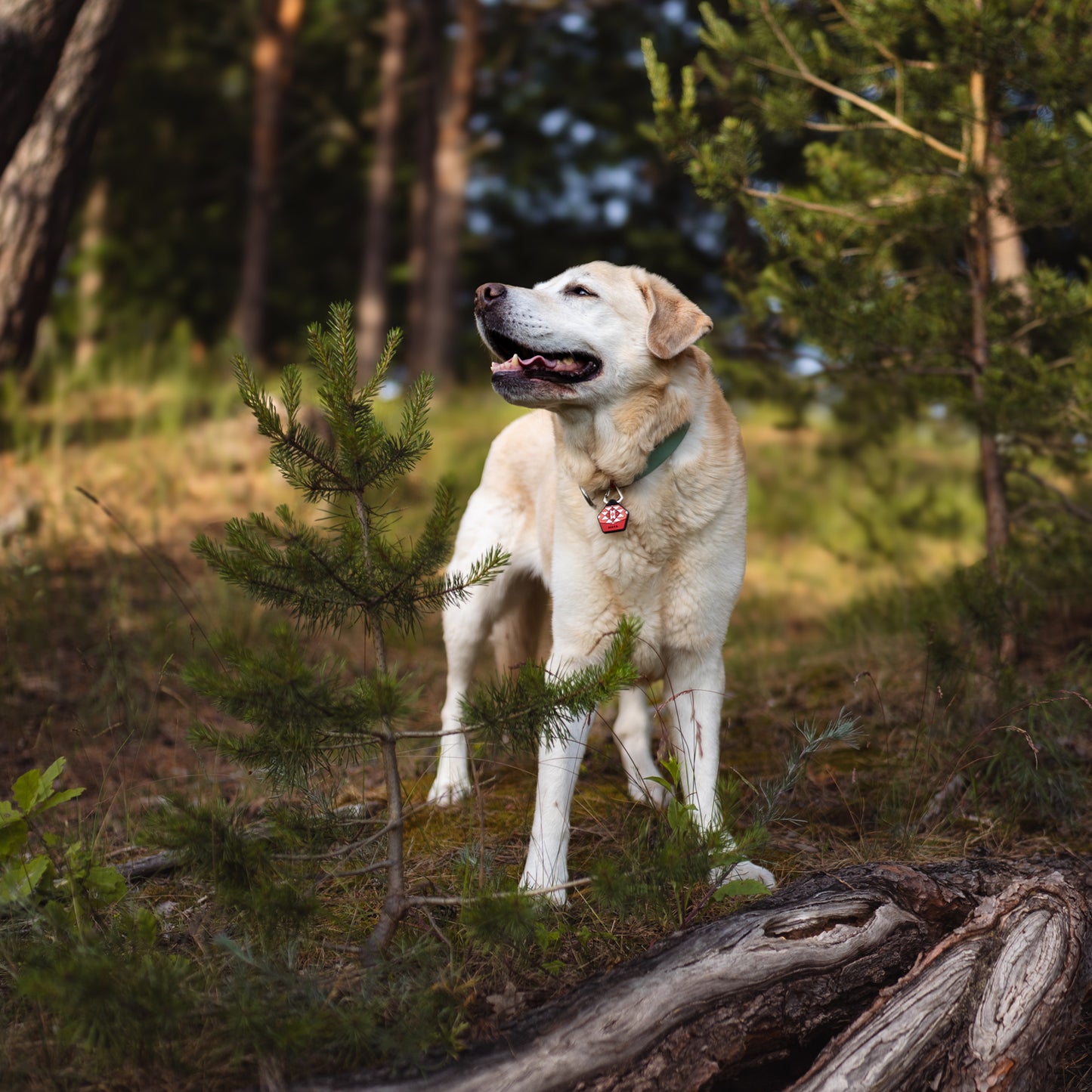 Rowan Red - Silent Dog ID Tag