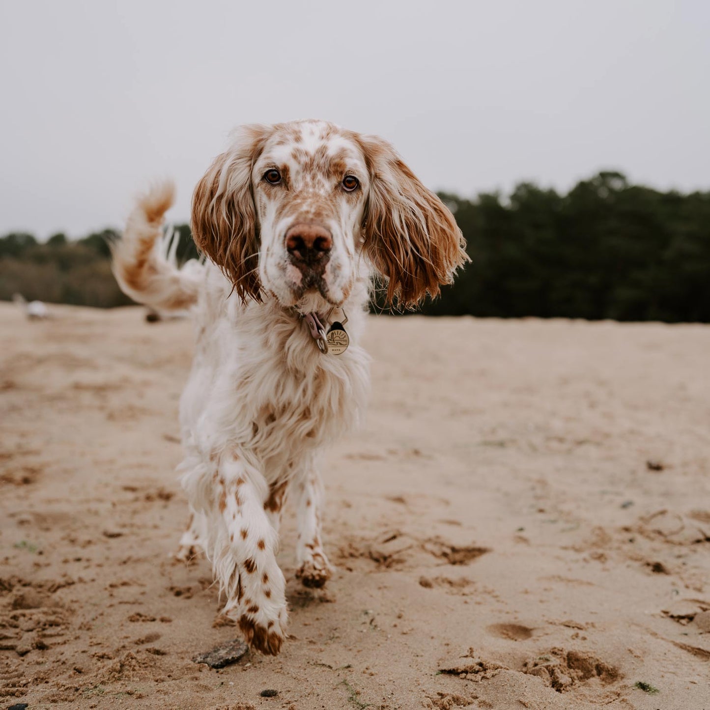 Coastline - Silent Dog ID Tag