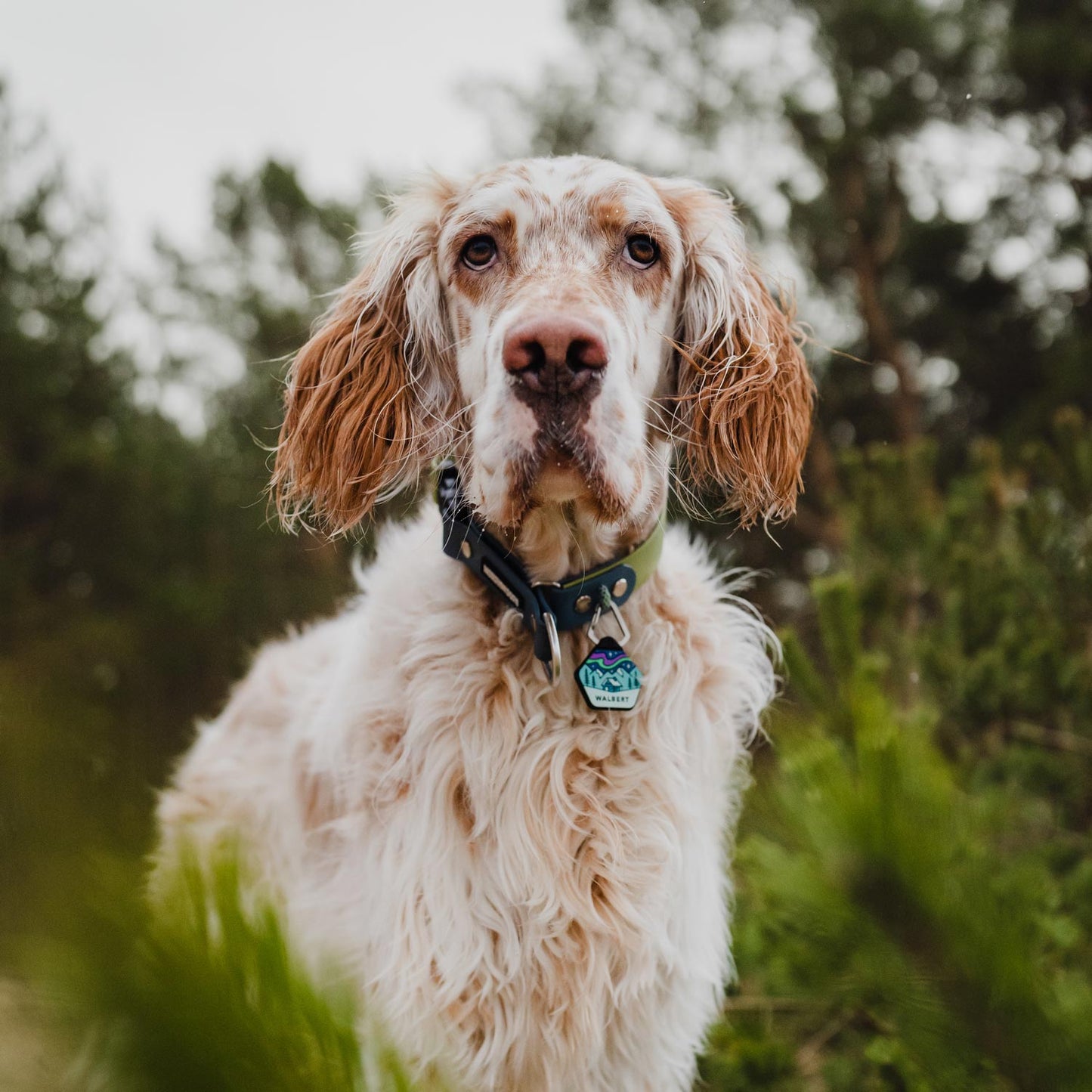 Northern Lights - Silent Dog ID Tag