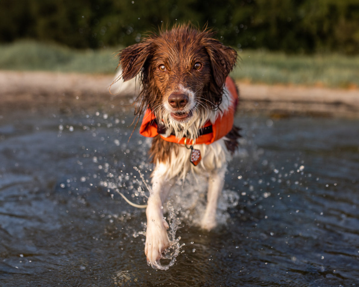 Lautlose Hundemarke Silikon