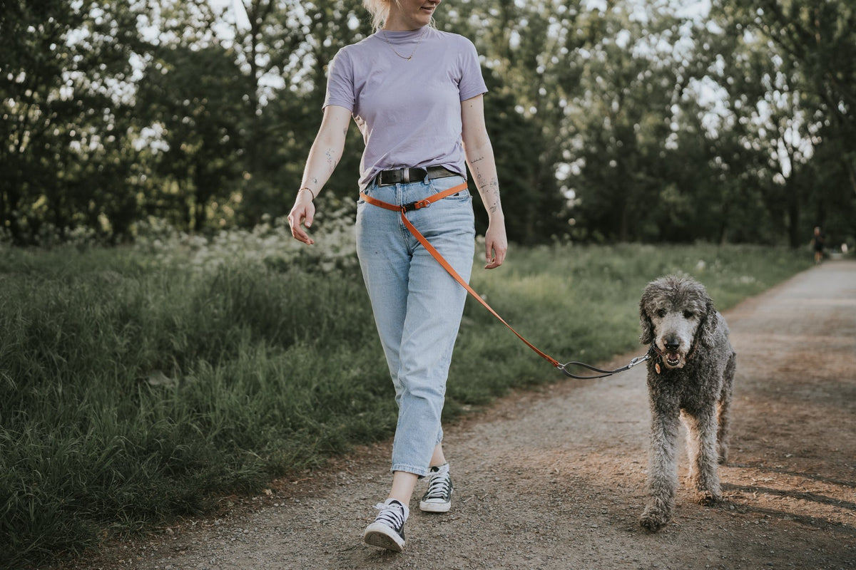 Woman walking her poodle on a gravel path, the orange Multi QuickLead worn around her hips