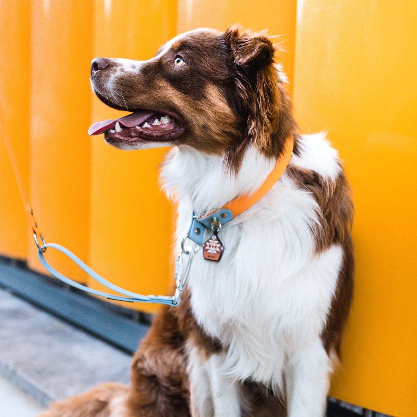 The Tide - Limited QuickSlip™ Collar