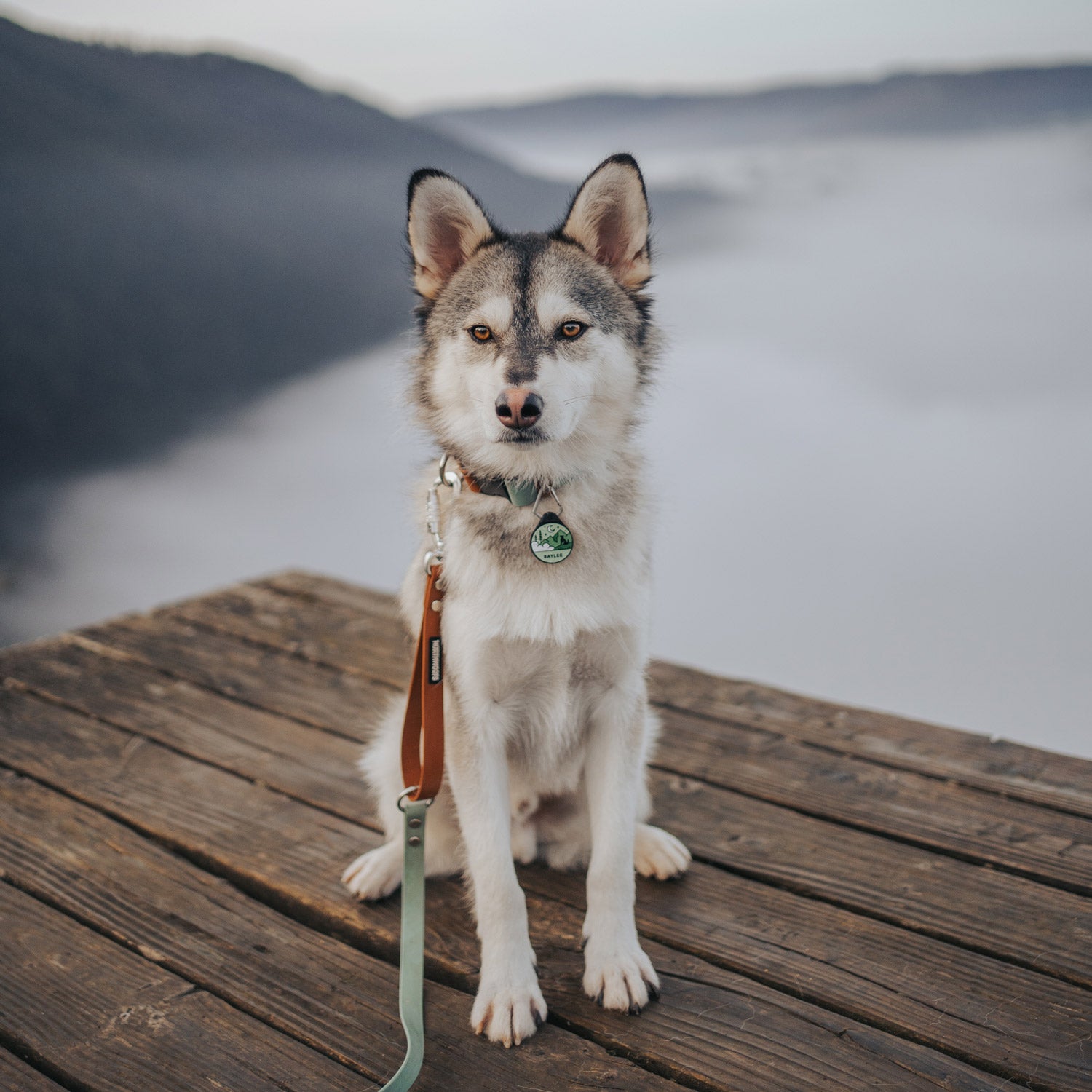 @myloveonpaws