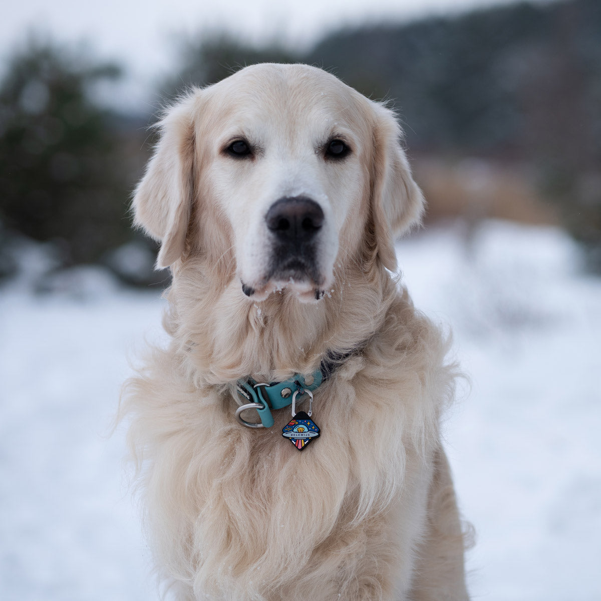 Astrodash - Silent Dog ID Tag