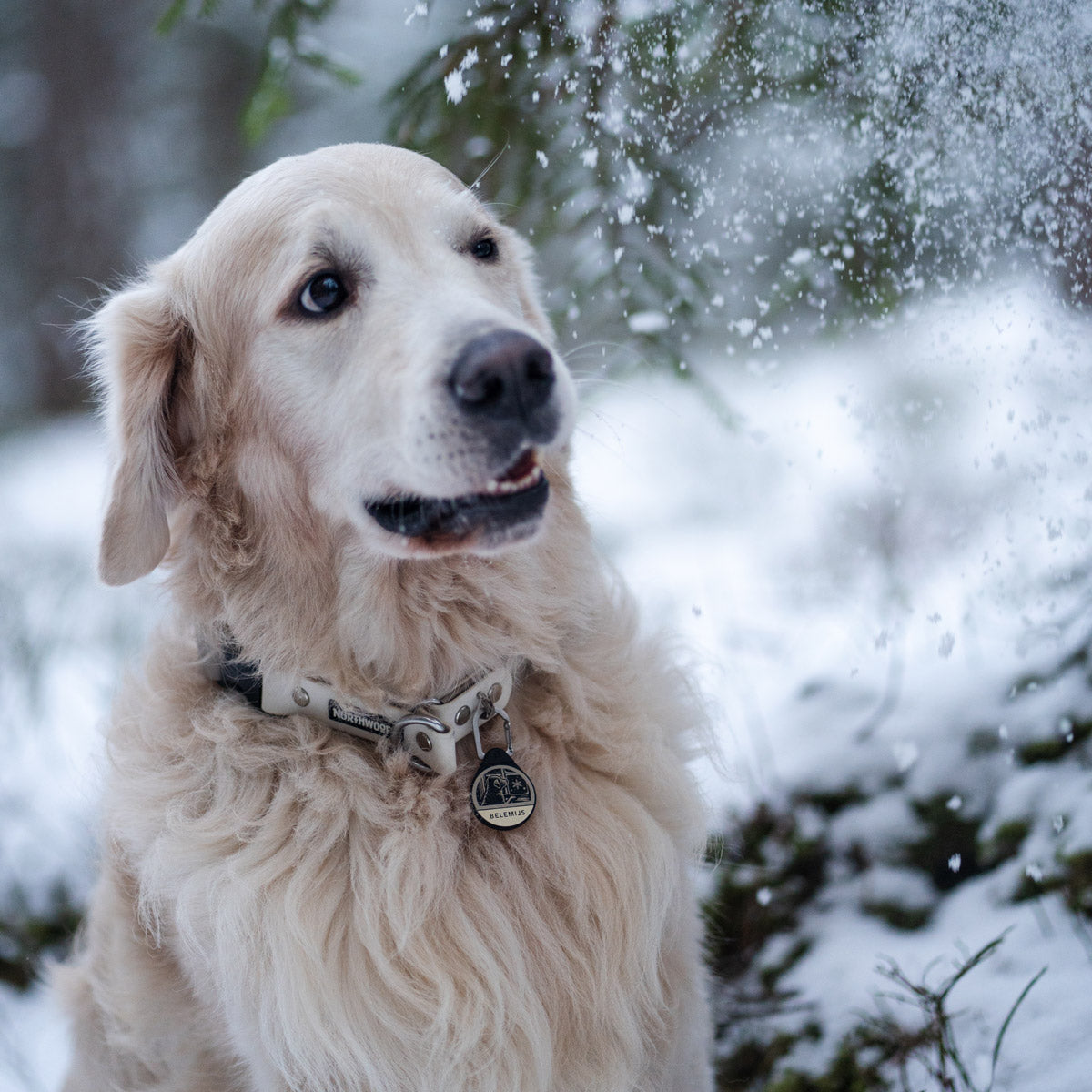 Evermore - Silent Dog ID Tag