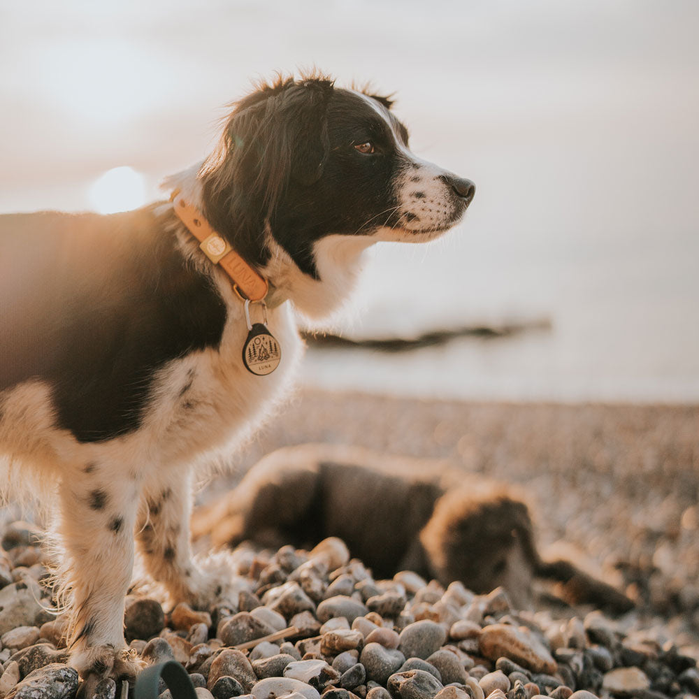 Campfire - Silent Dog ID Tag