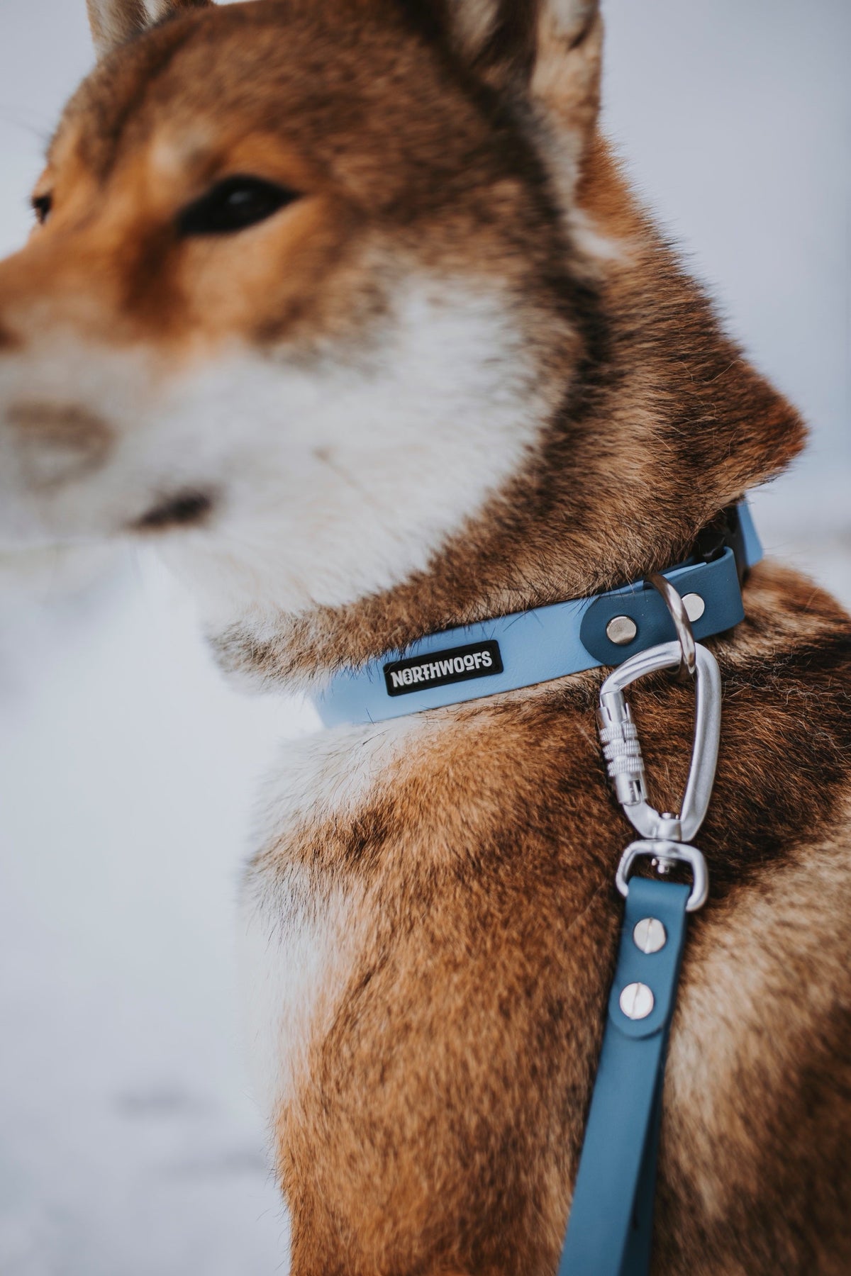 Shiba Inu in the snow wearing a light blue Northwoofs collar with a dark blue leash and locking carabiner