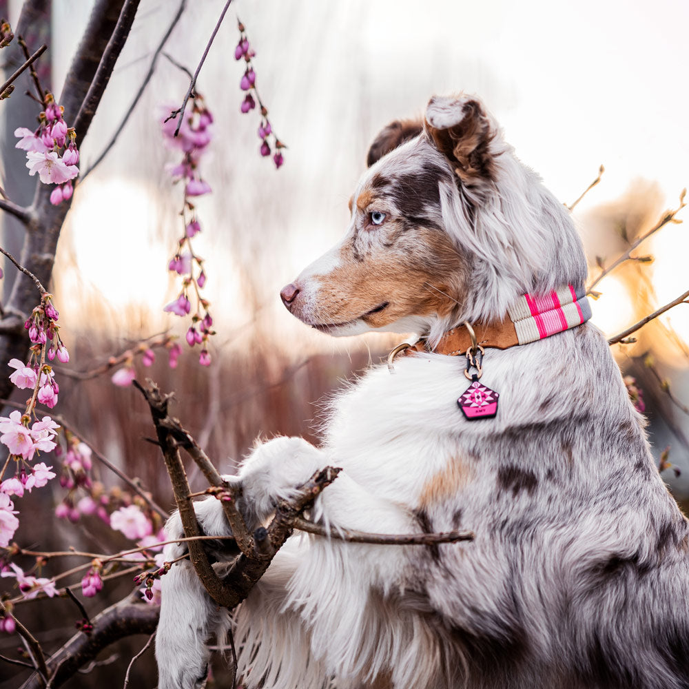 Macarenia Pink - The Ultimate Silent Dog ID Tag