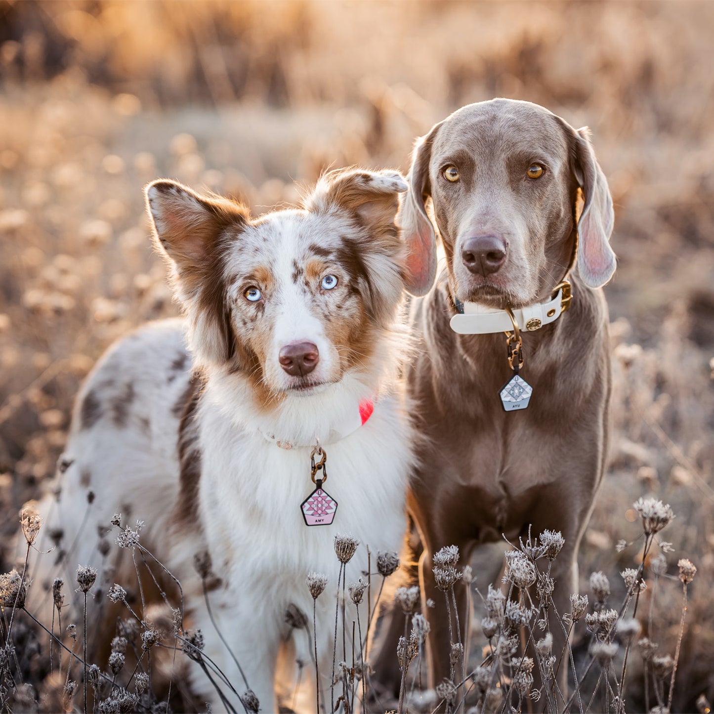 Fairy Pink - The Ultimate Silent Dog ID Tag