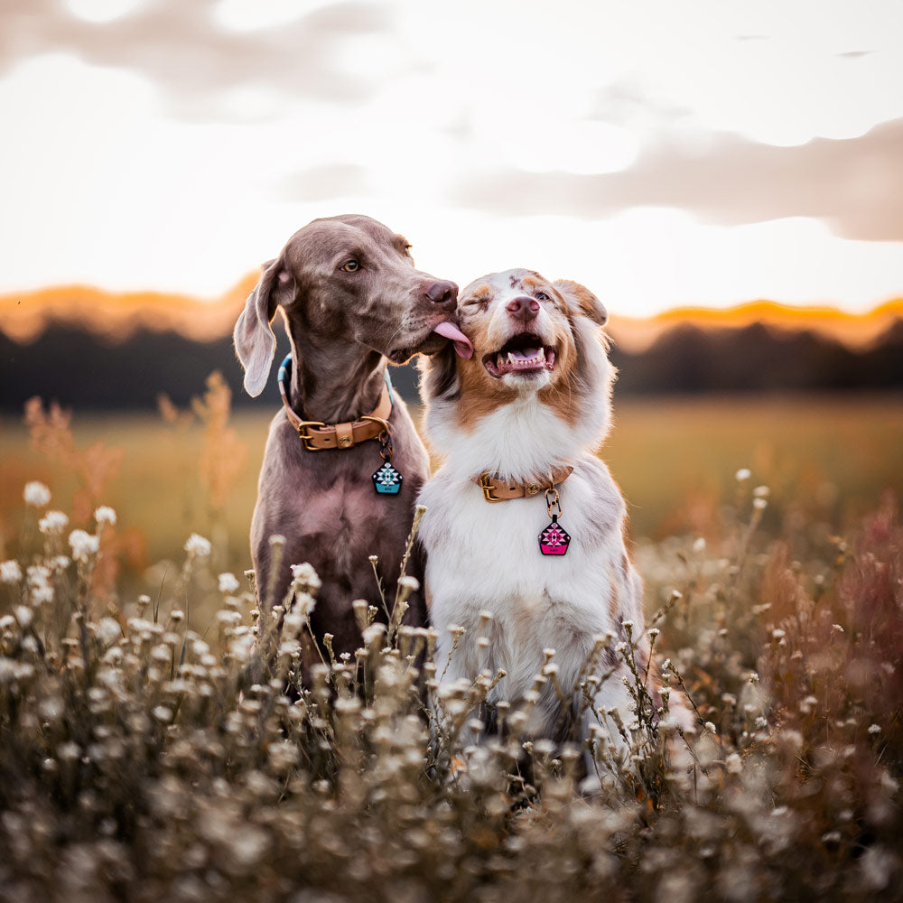 Macarenia Pink - The Ultimate Silent Dog ID Tag