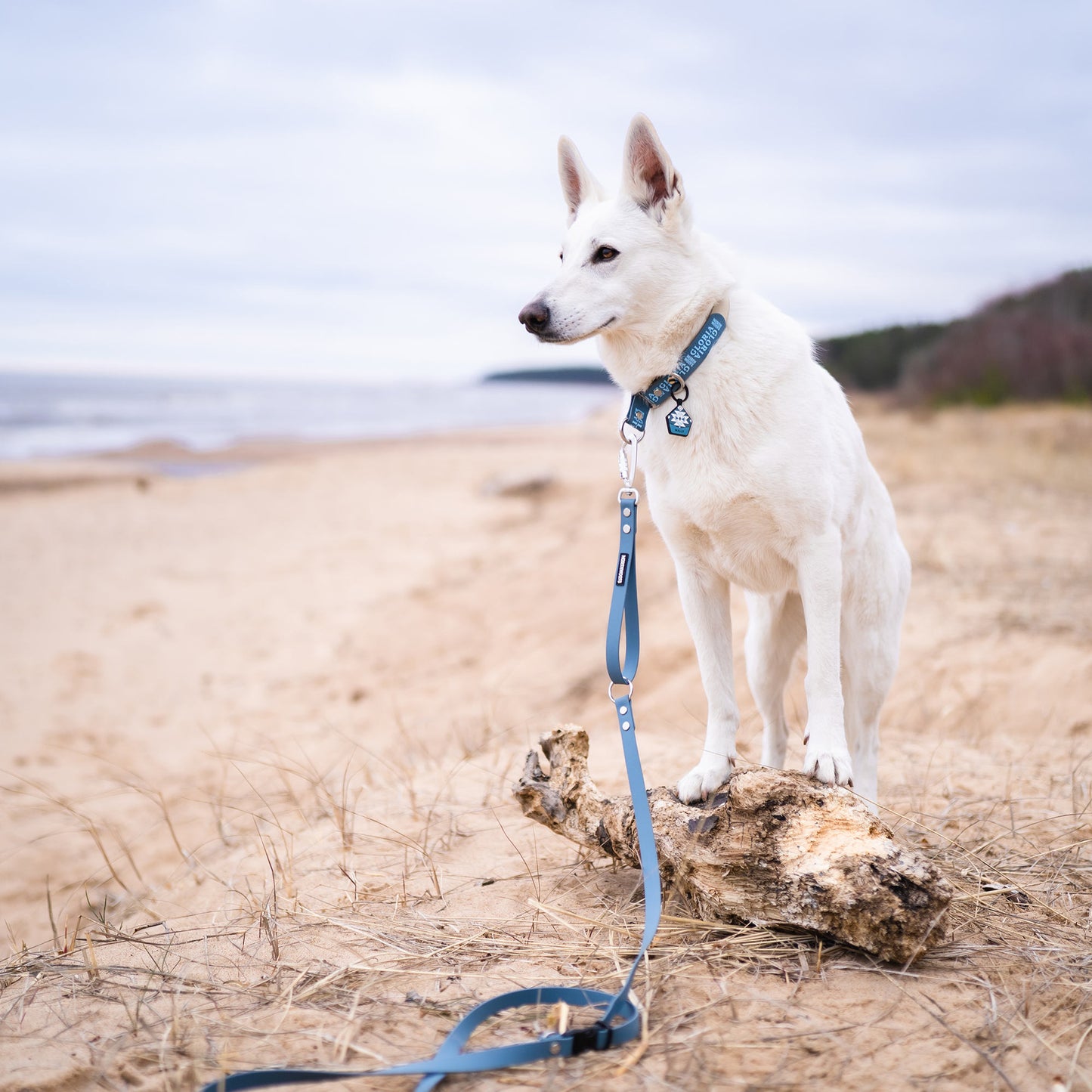 Stormy Blue - The Ultimate Silent Dog ID Tag
