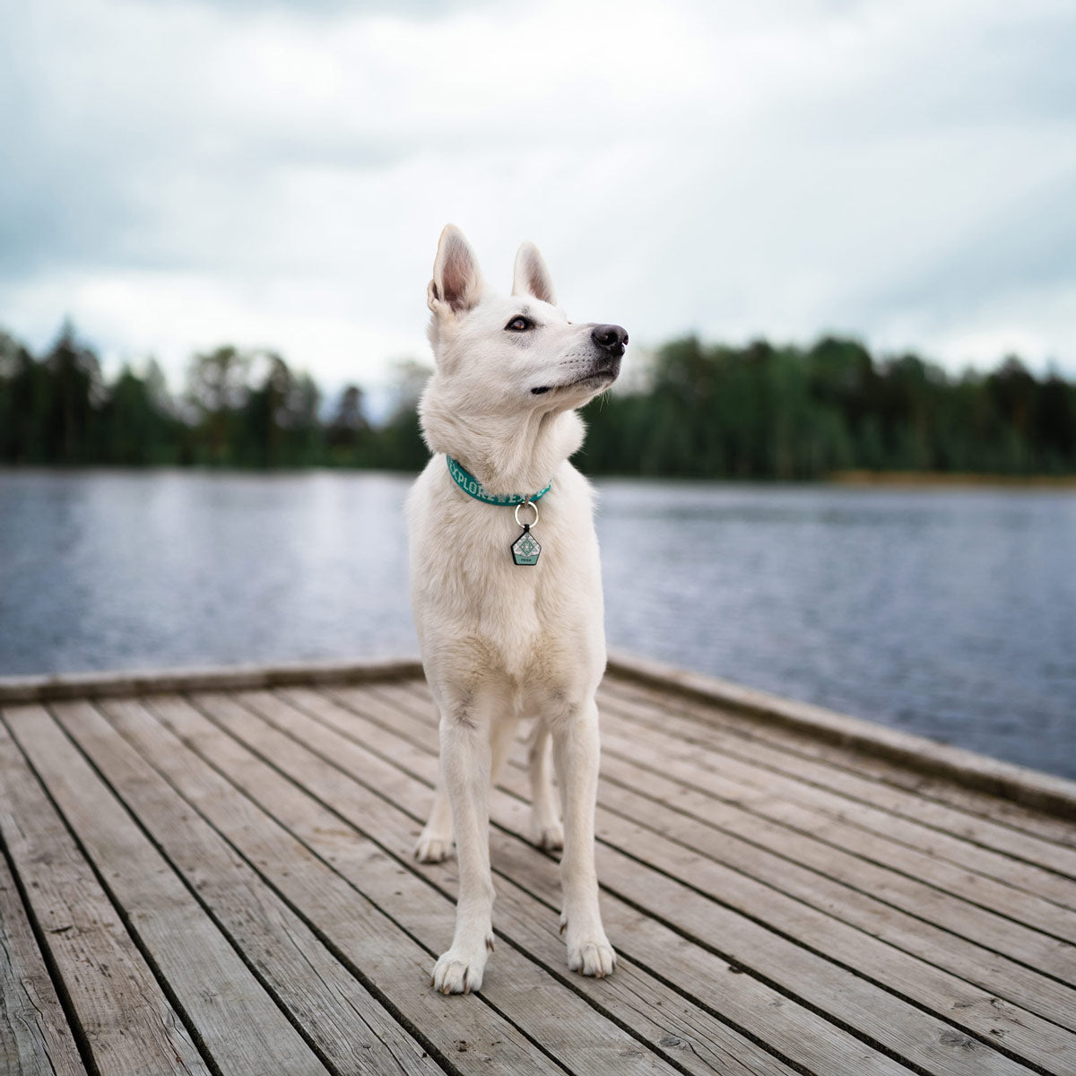 Sage Green - The Ultimate Silent Dog ID Tag