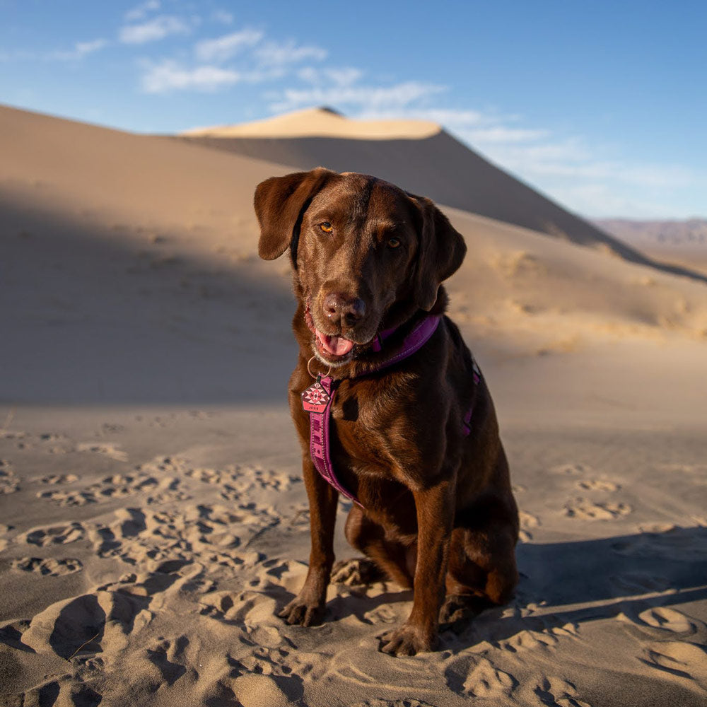 Macarenia Pink - The Ultimate Silent Dog ID Tag
