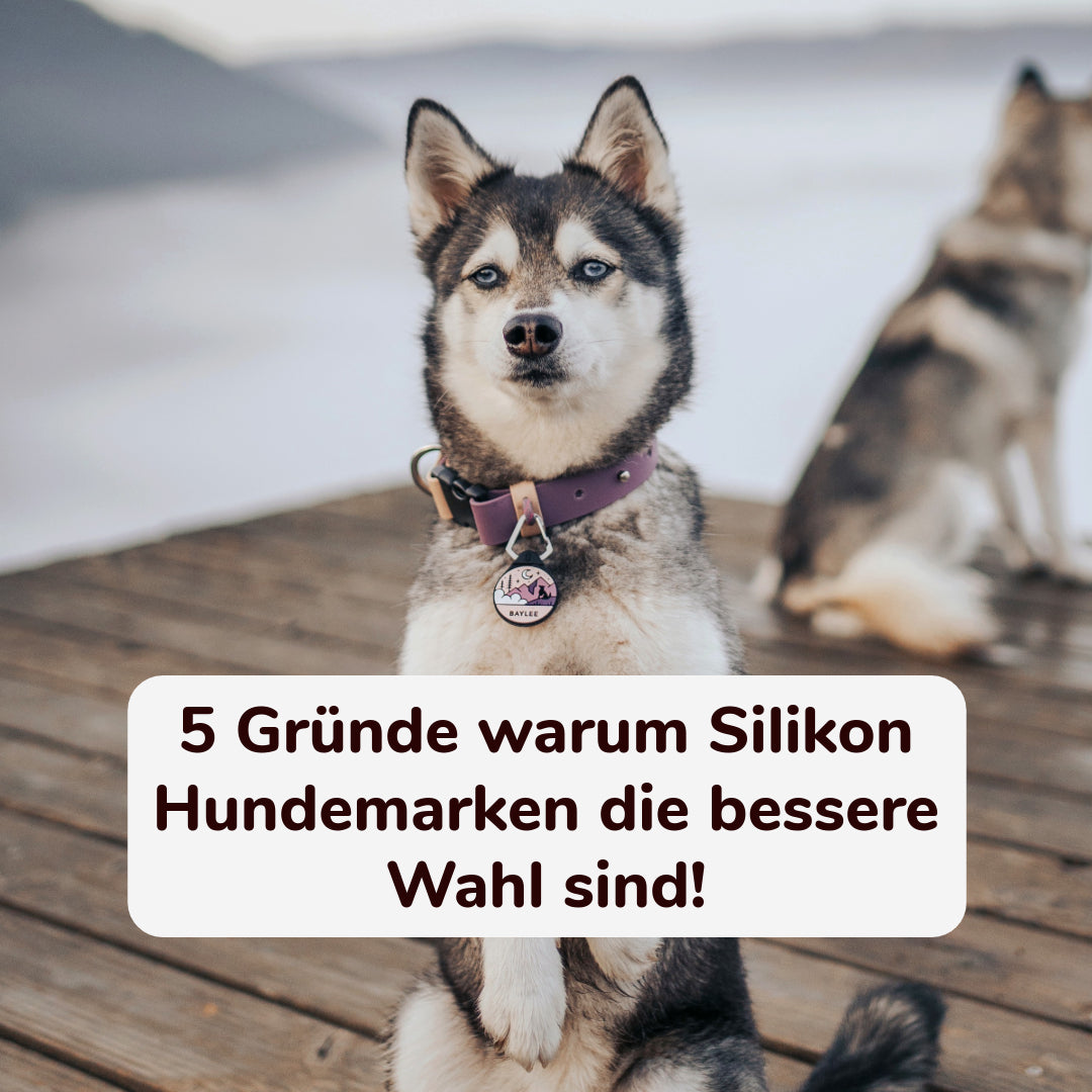 5 Gründe warum Silikon Hundemarken die richtige Wahl sind!
