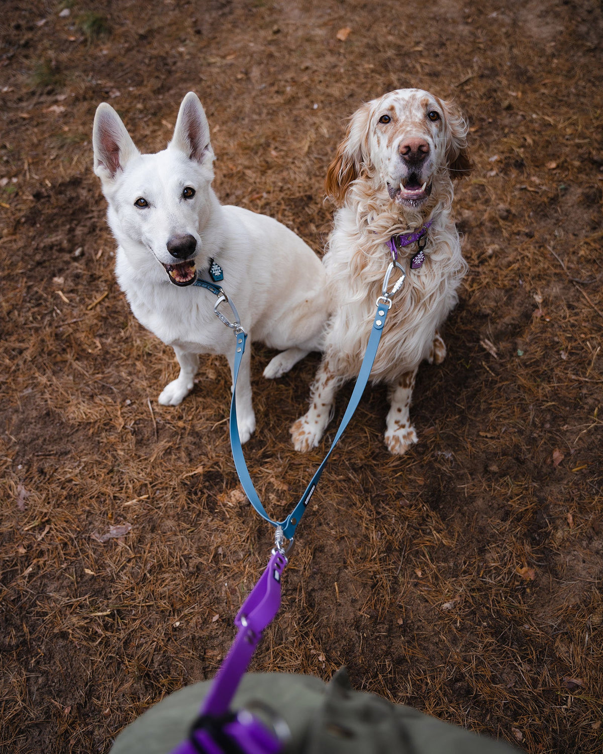 Two dogs on the DoubleTrouble coupler