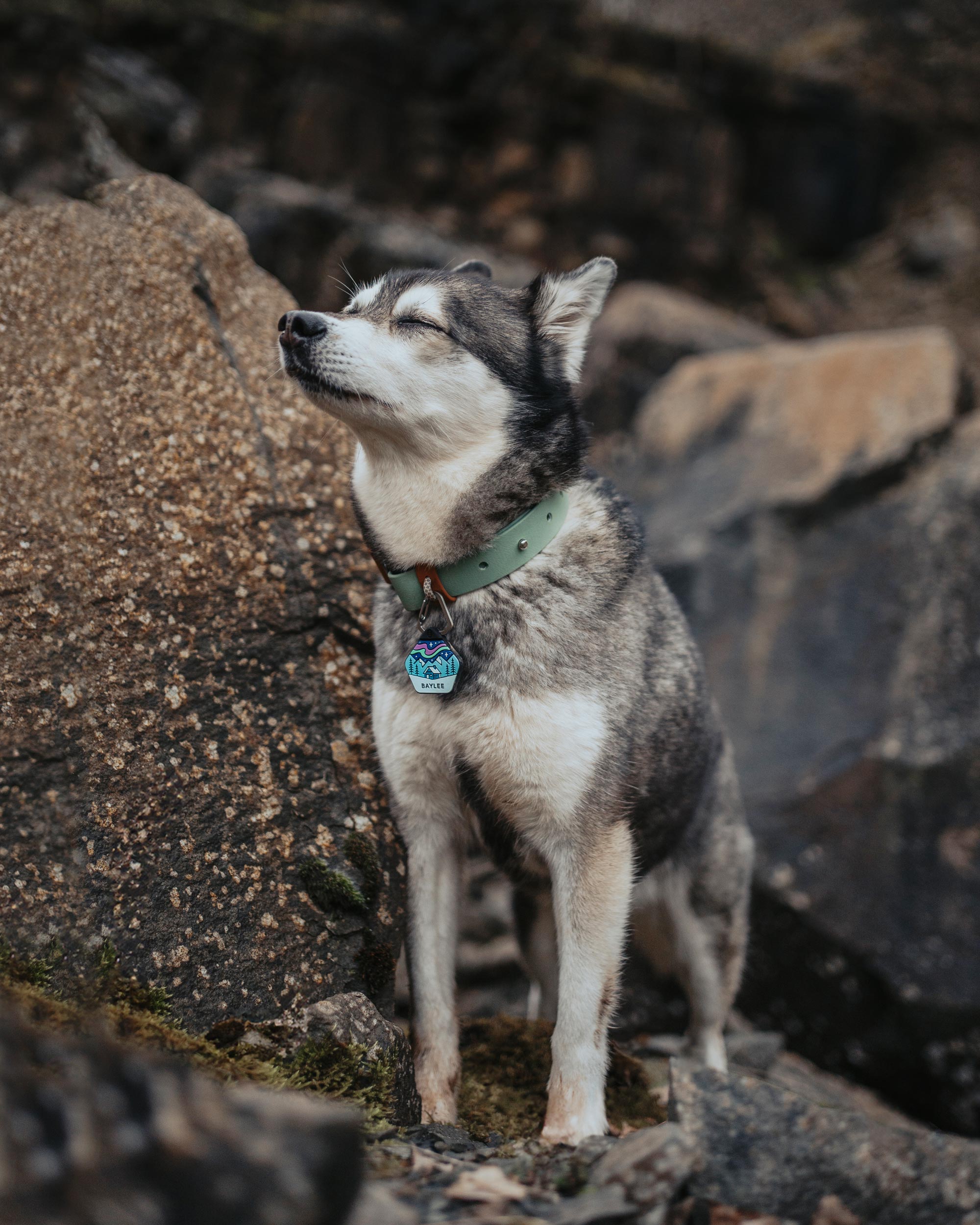 Wild north shop dog tags