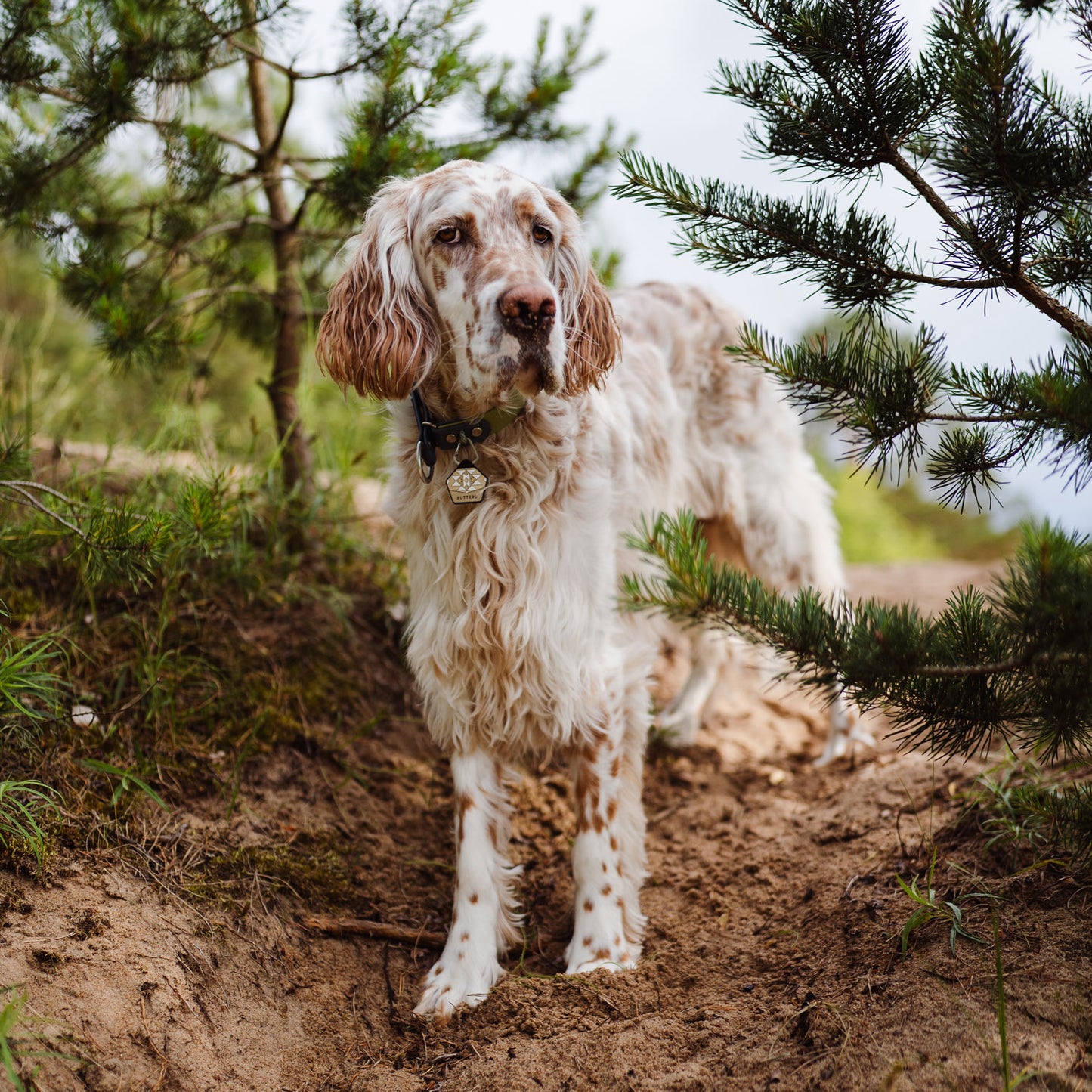 Sandstone Beige - The Ultimate Silent Dog ID Tag