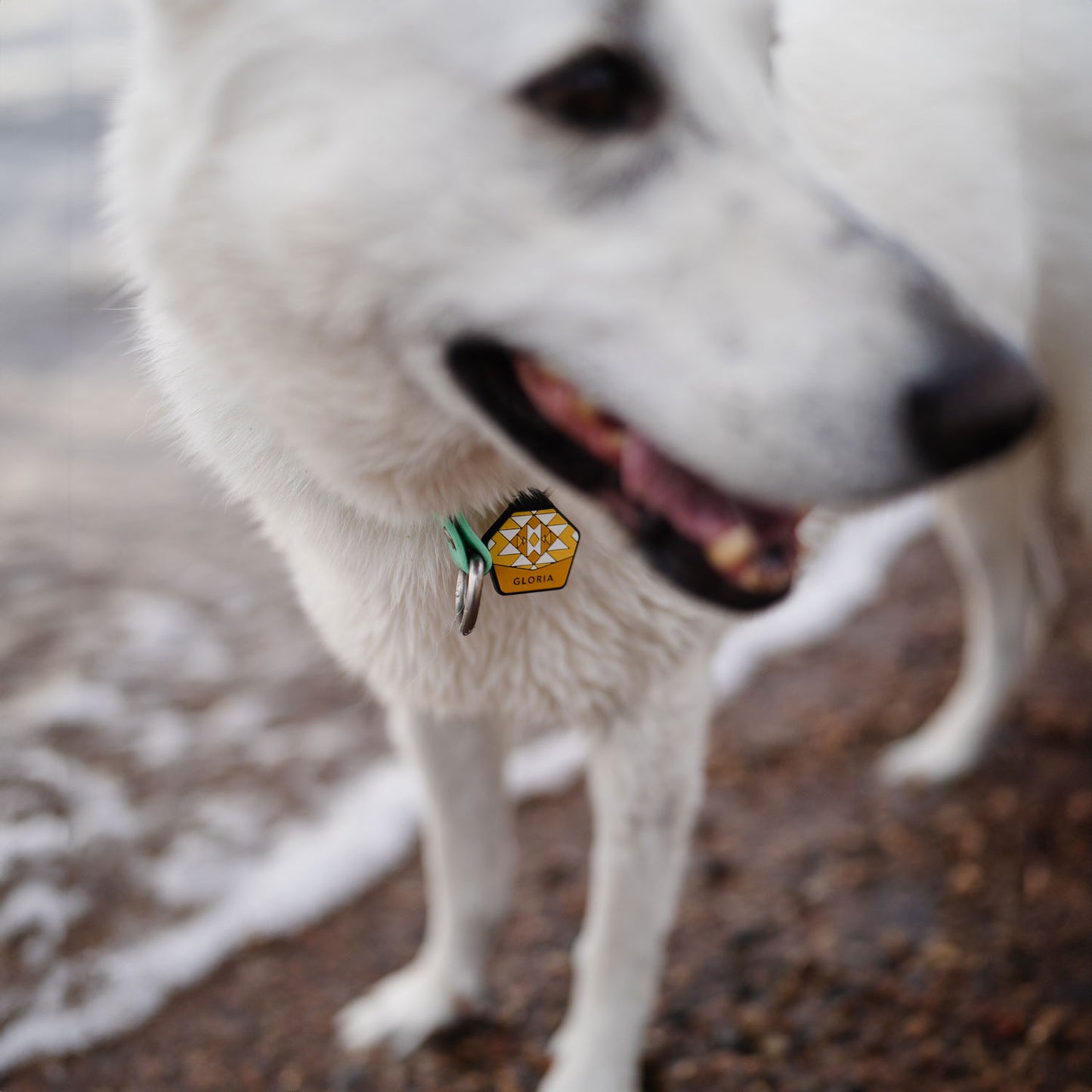 Dandelion Yellow - The Ultimate Silent Dog ID Tag