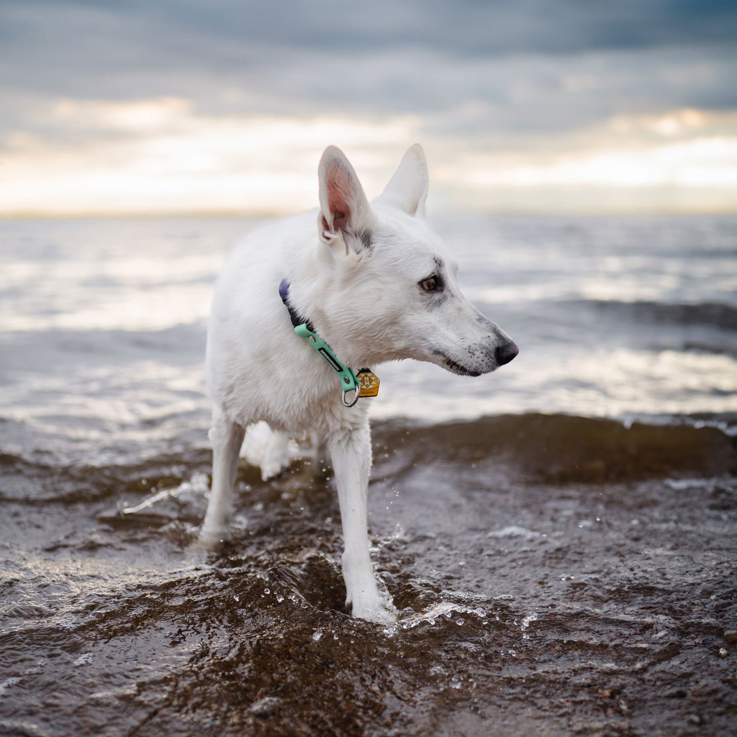 Dandelion Yellow - The Ultimate Silent Dog ID Tag