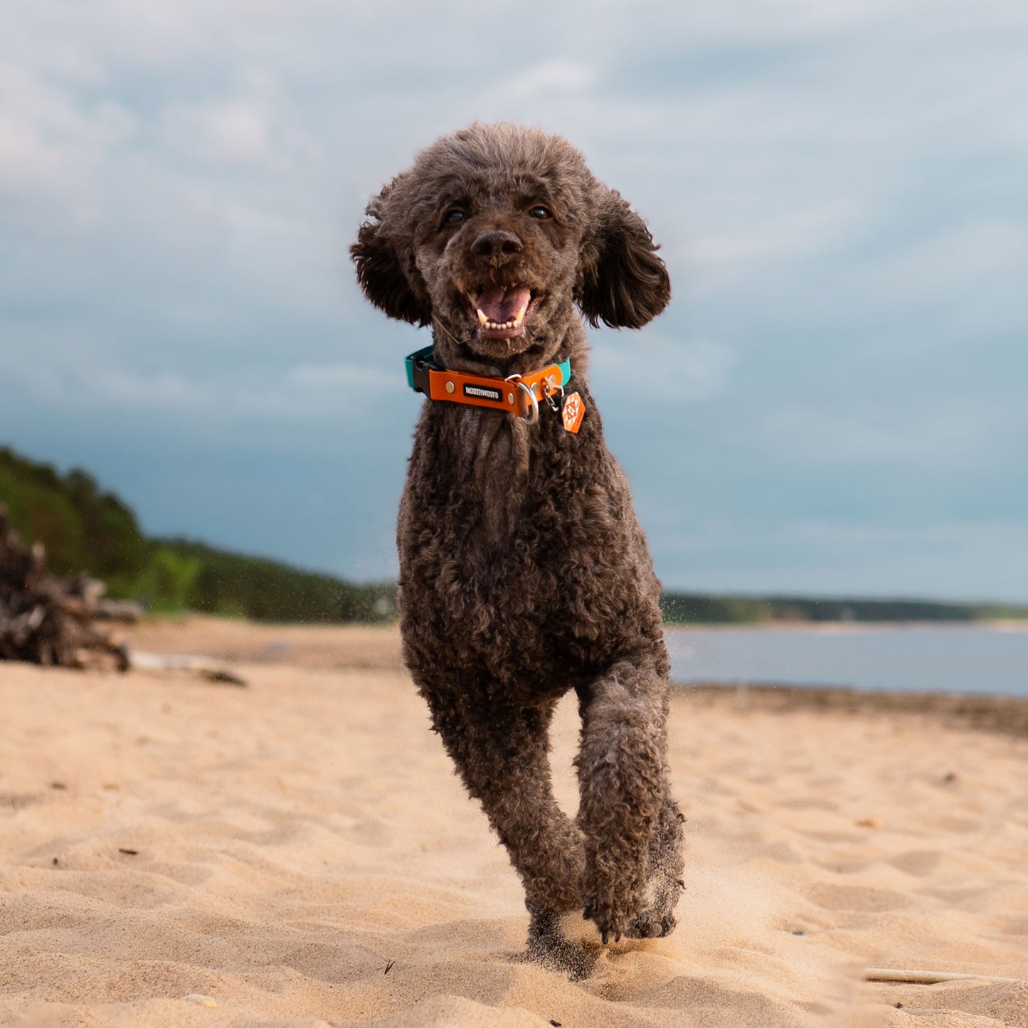 Papaya Orange - The Ultimate Silent Dog ID Tag