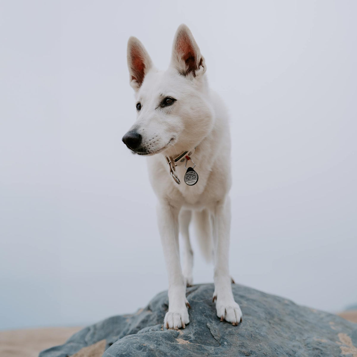 Summit - Dog Tag
