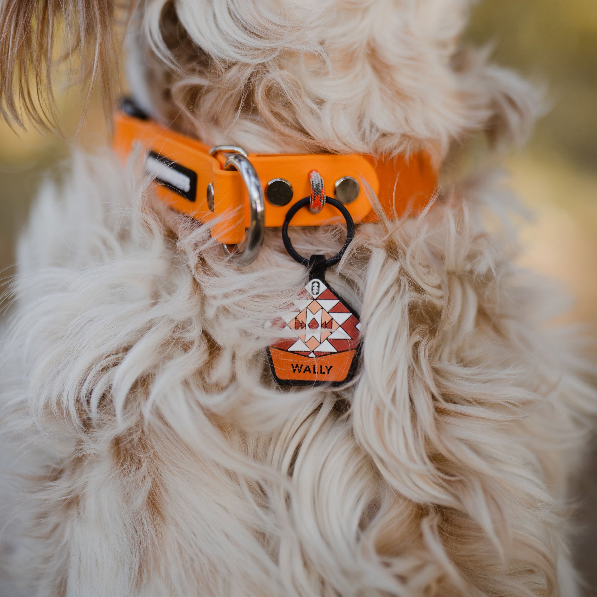 Paracord dog collar with clearance nameplate