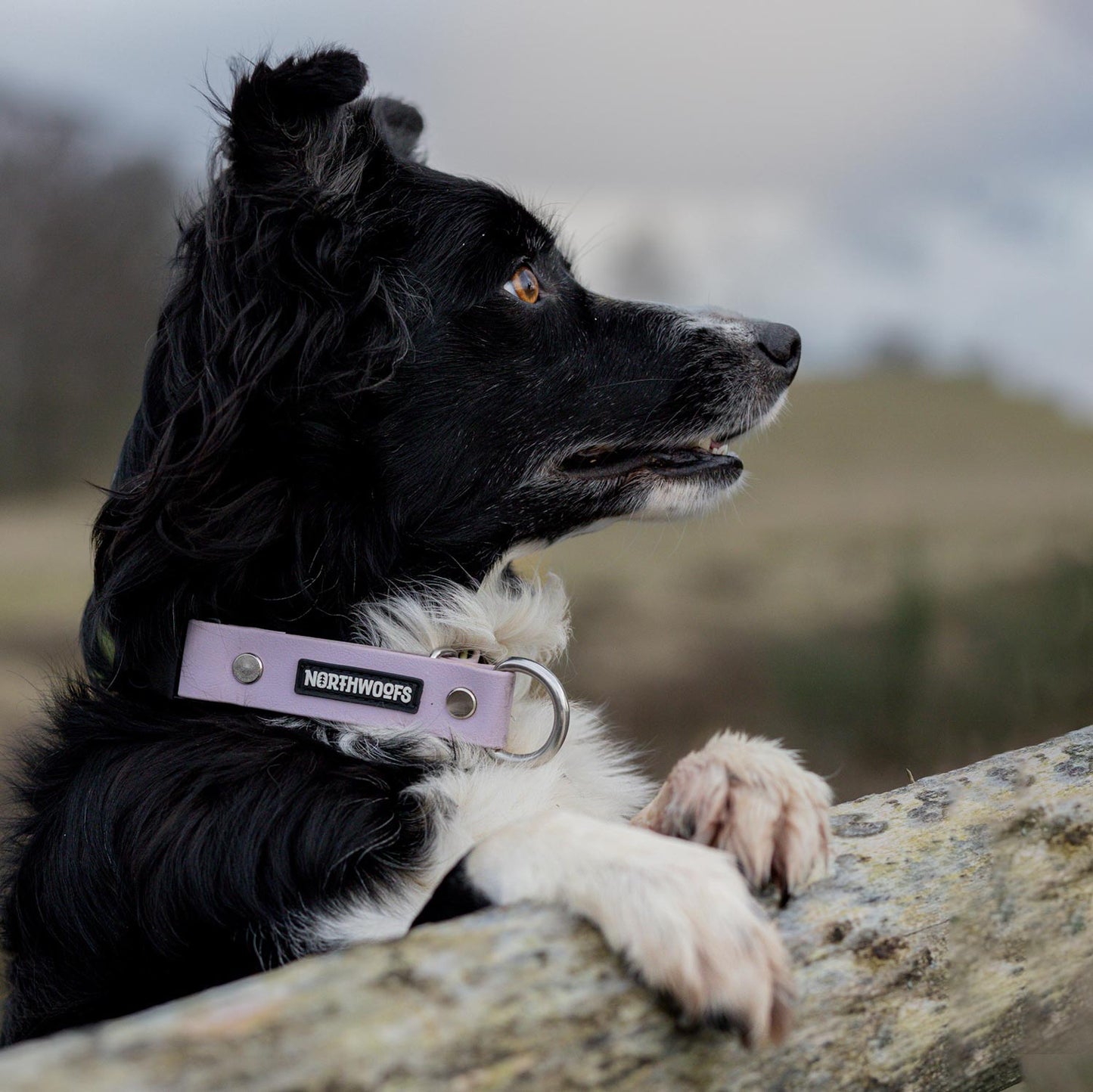 The Tide - Limited QuickSlip™ Collar