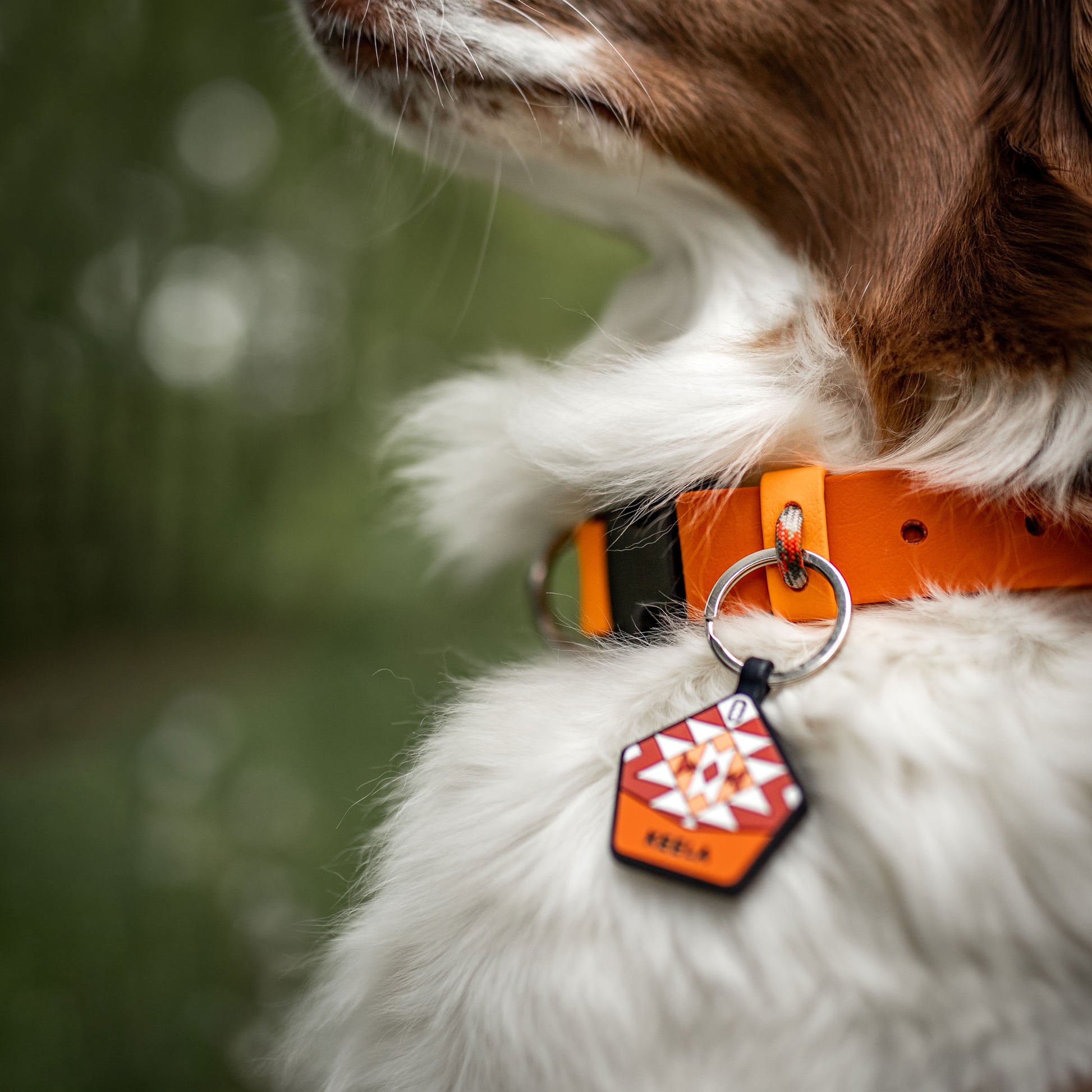 Chicago Flag Dog Leash 1 Thick