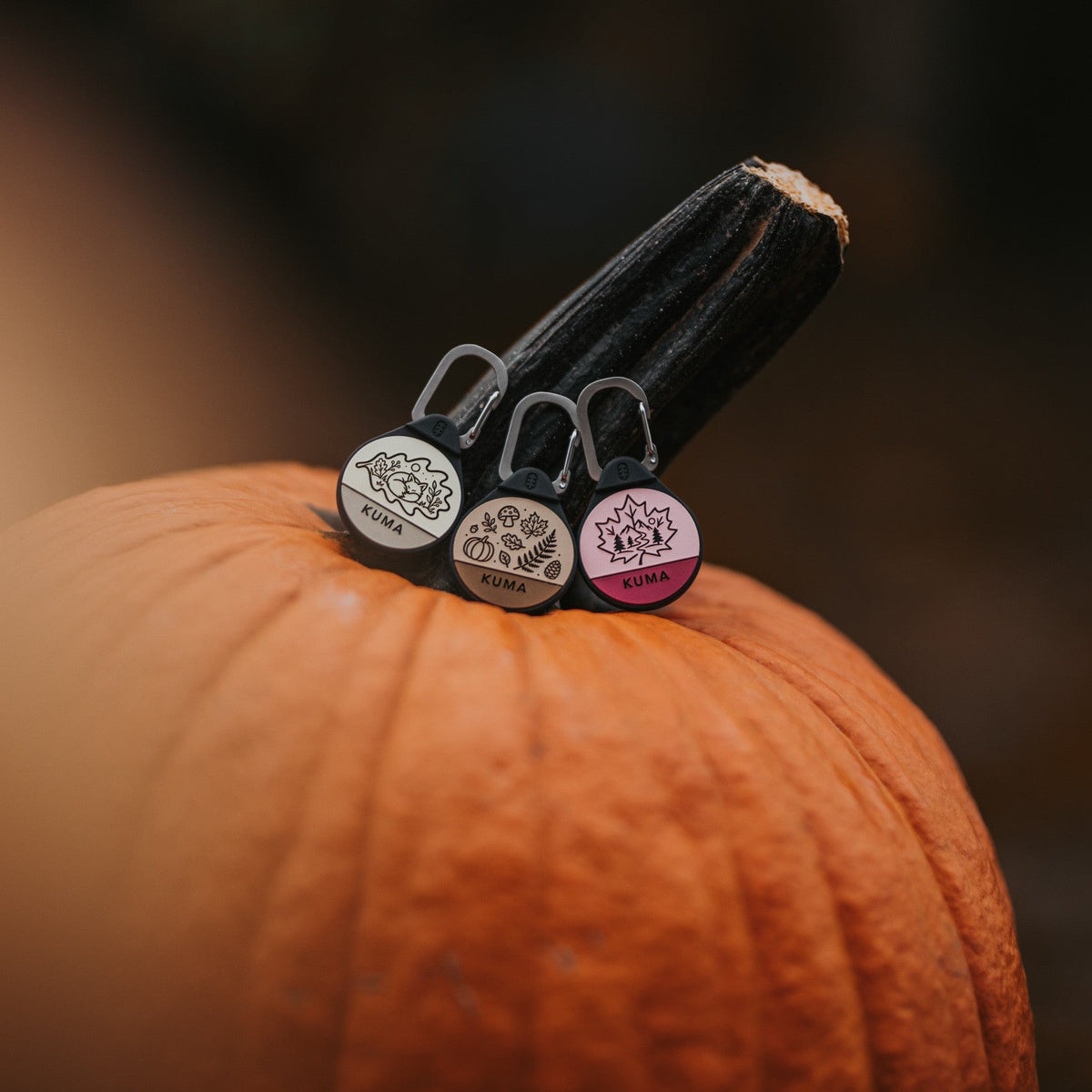 Oakleaf Fox, Woodlands and Maplewoods dog ID tags on a pumpkin