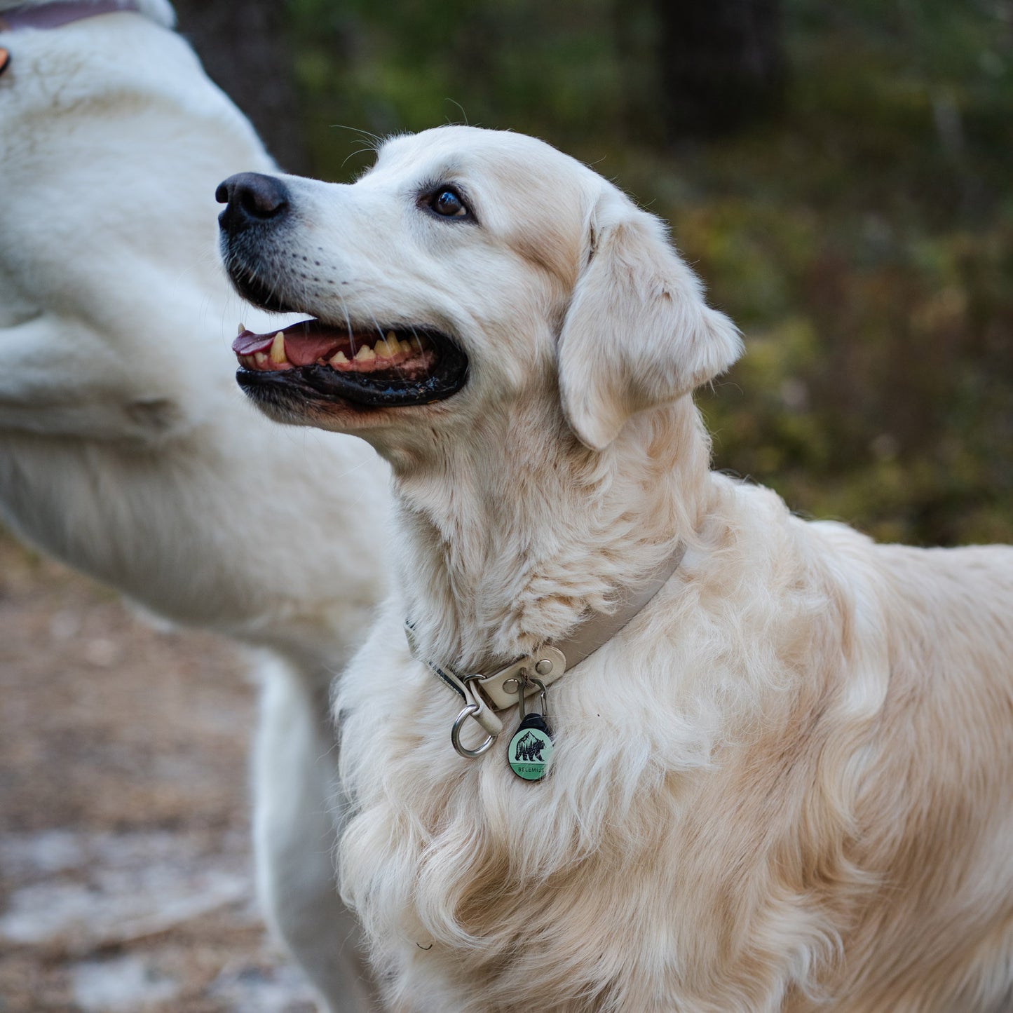 The Bear - Silent Dog ID Tag