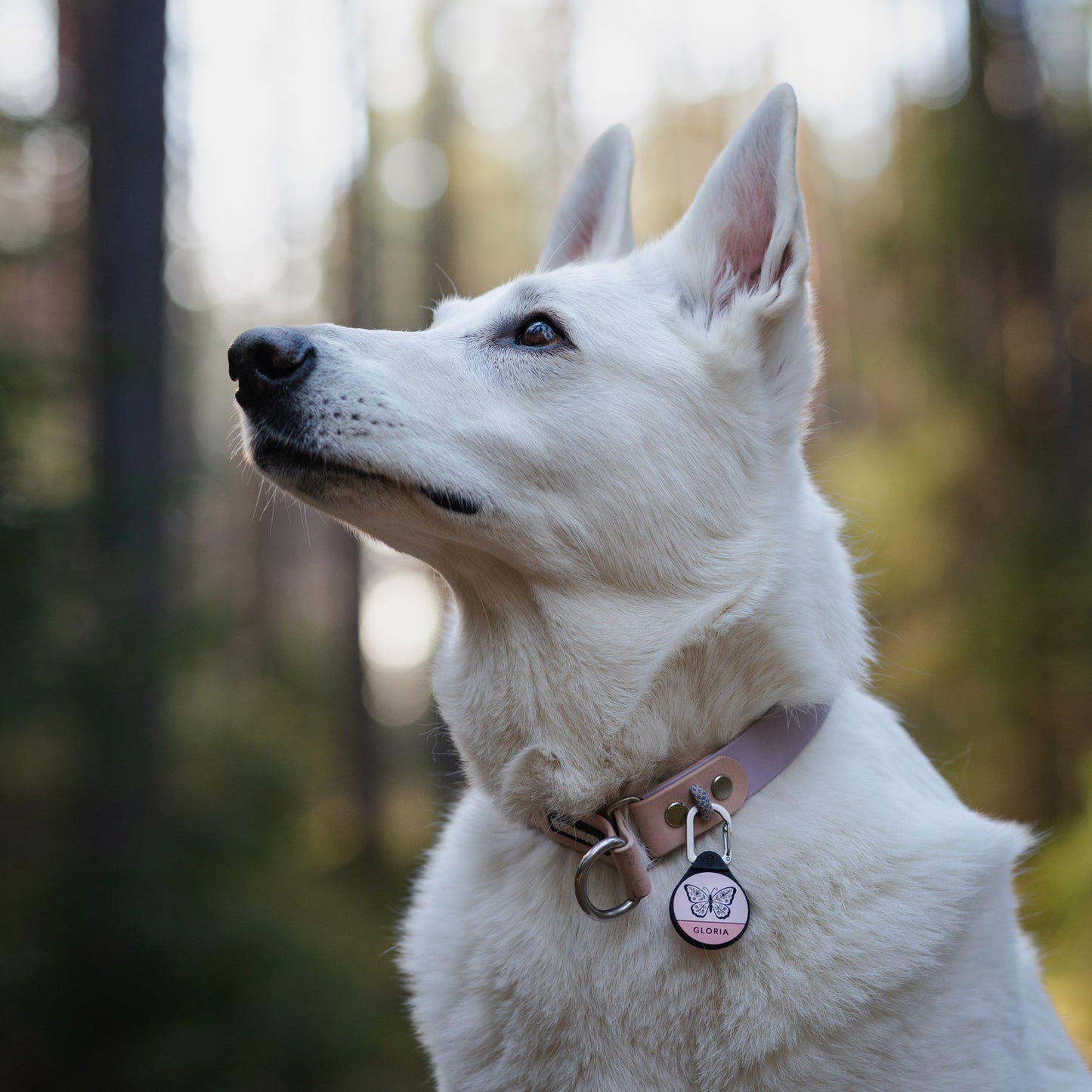 The Butterfly - Silent Dog ID Tag