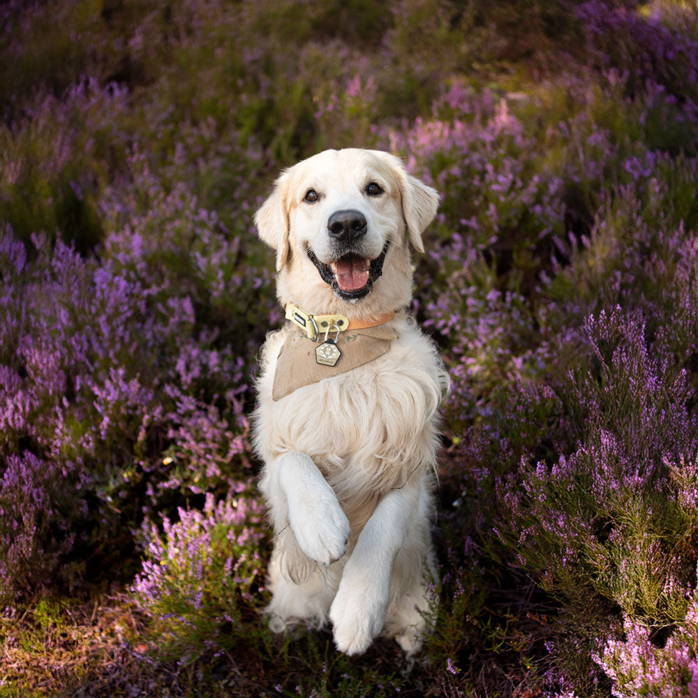 The Tide - Limited QuickSlip™ Collar