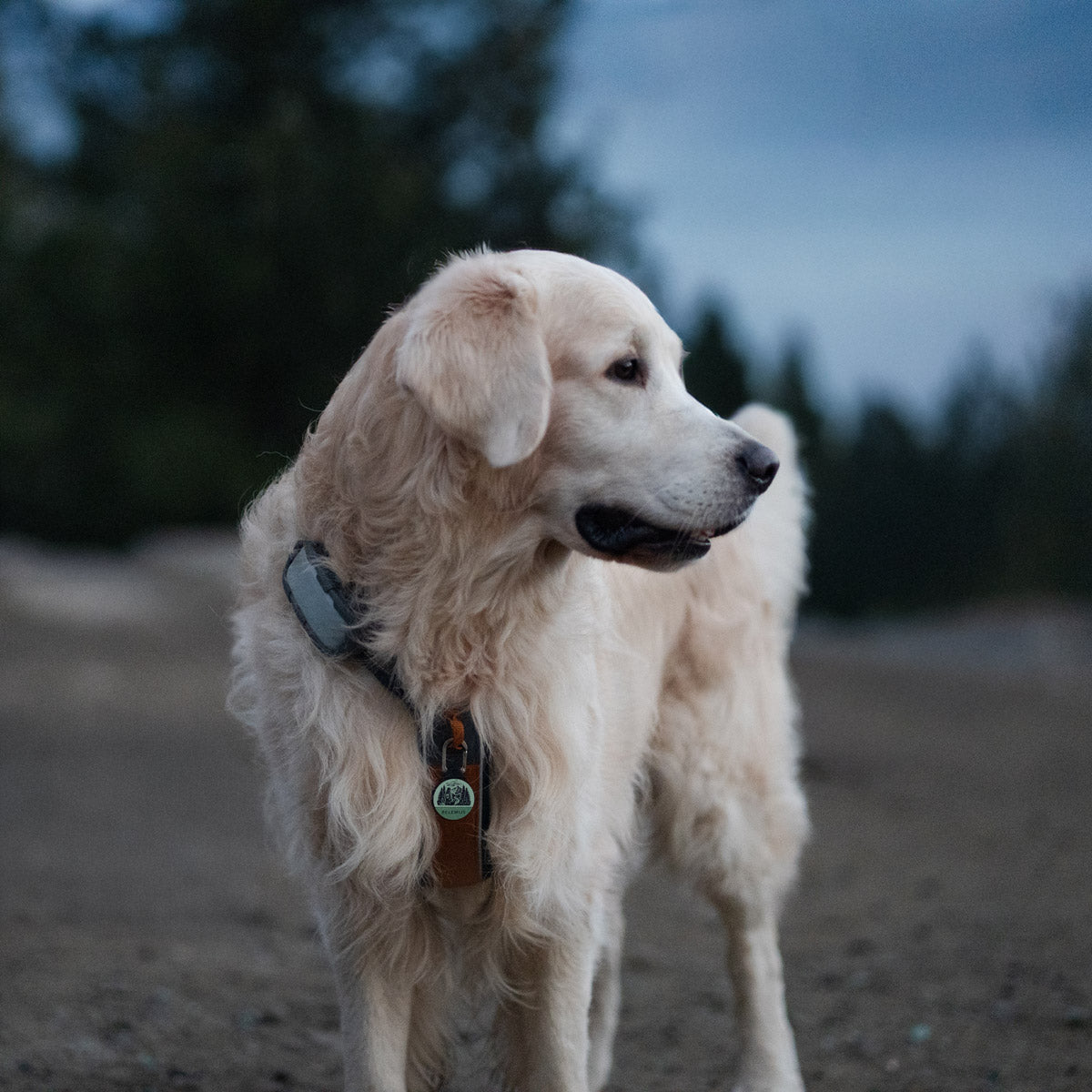 Hike More - Hundemarke