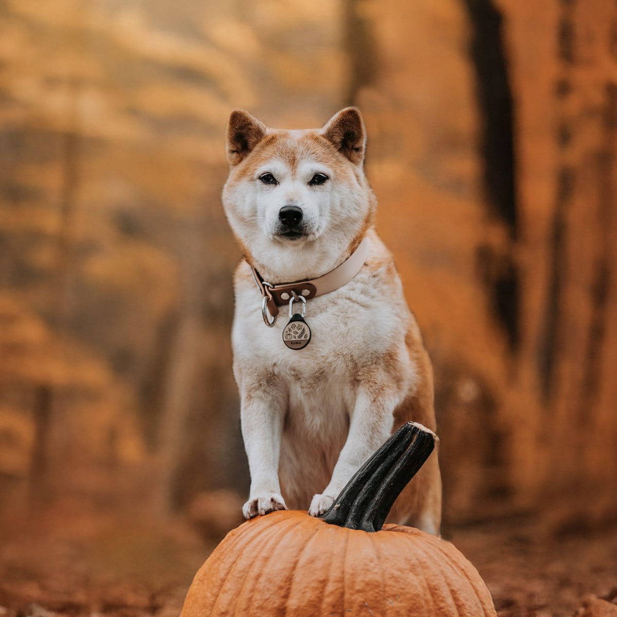 Shiba Inu in an autumn forest with its paws on a pumpkin, wearing the Woodlands dog ID tag