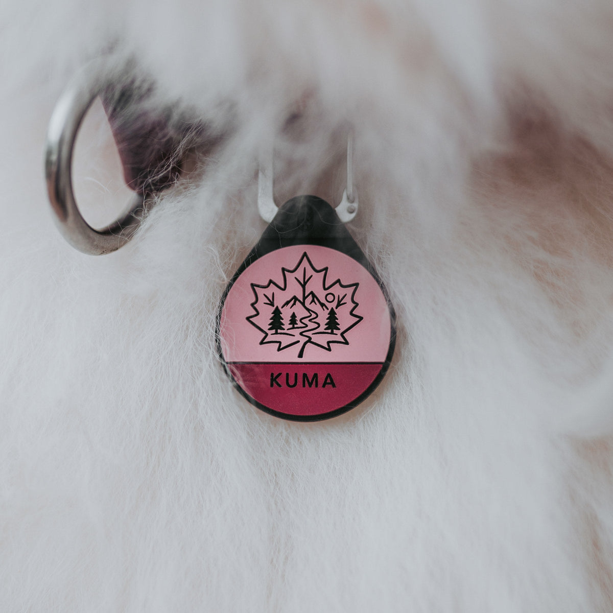 Maplewoods dog ID tag on a white dog