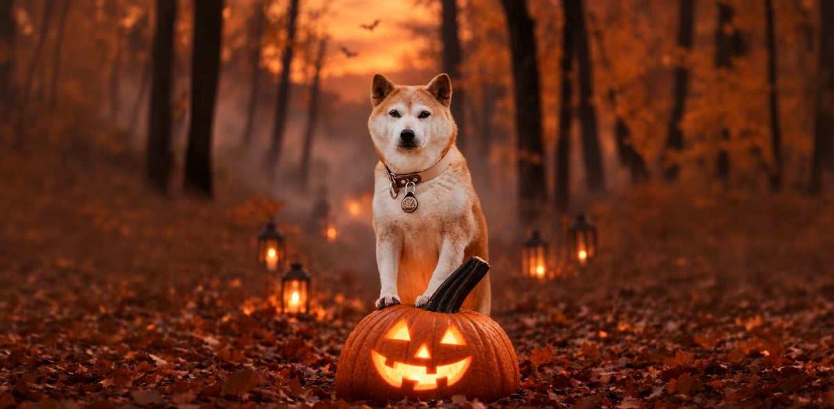 Kuma the Shiba sitting behind a glowing jack-o'-lantern in an autumn forest