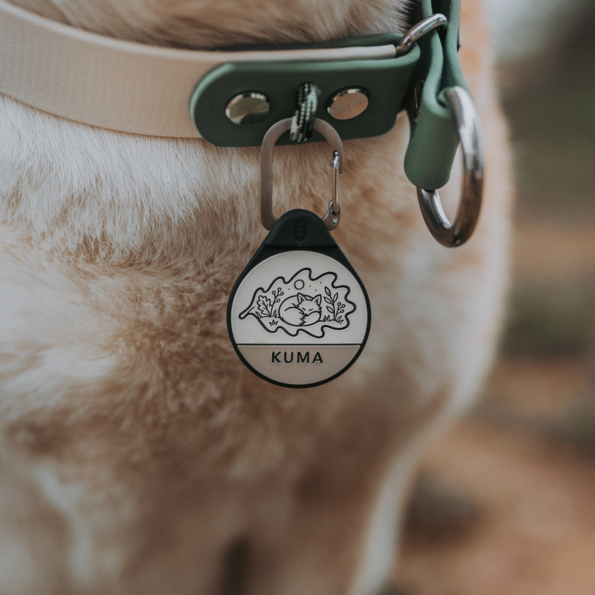 Oakleaf Fox dog ID tag on a dog's collar