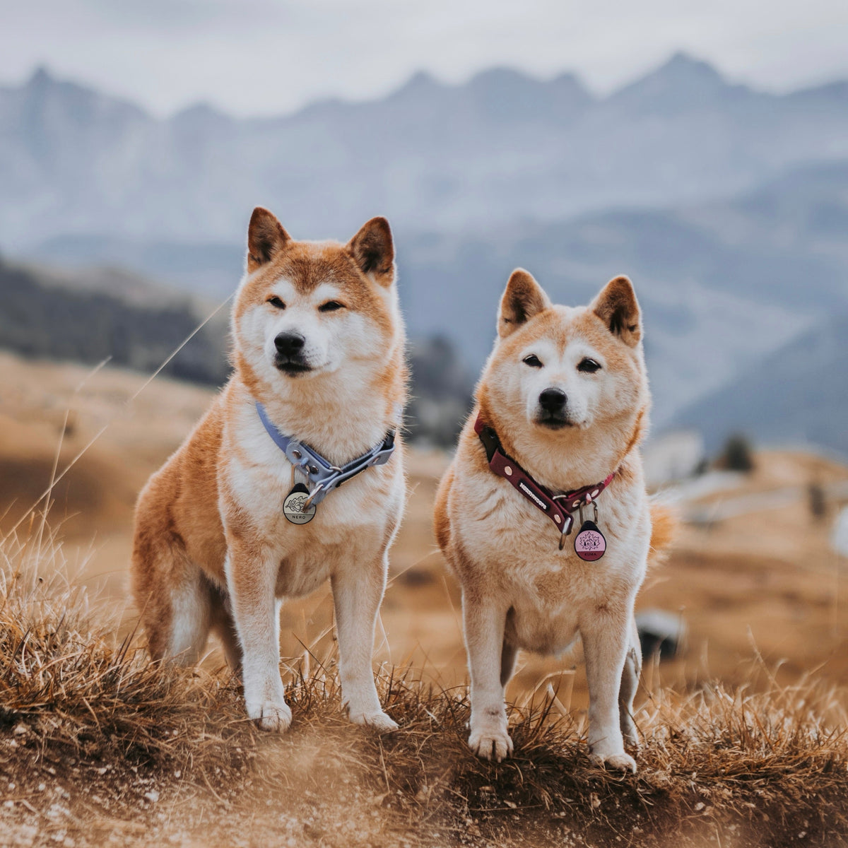 Two Shiba Inus on a mountain meadow, one wearing the Oakleaf Fox dog ID tag, the other the Maplewoods tag