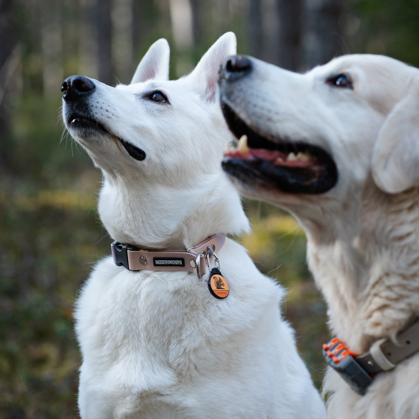 The Squirrel - Silent Dog ID Tag