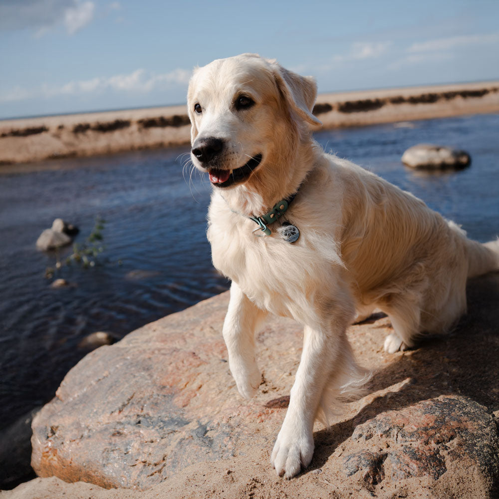 Trailmark - Silent Dog ID Tag