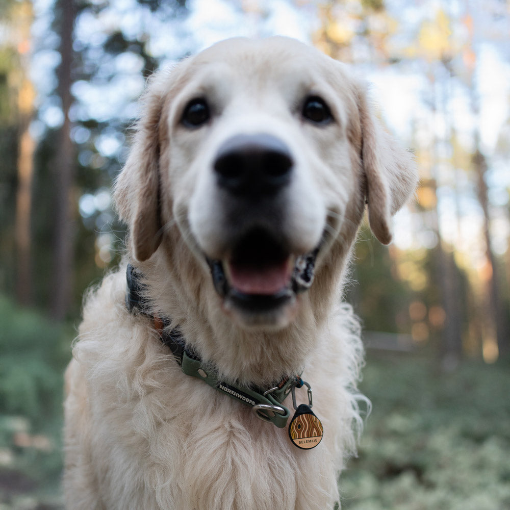 Woodgrain - Silent Dog ID Tag – Northwoofs