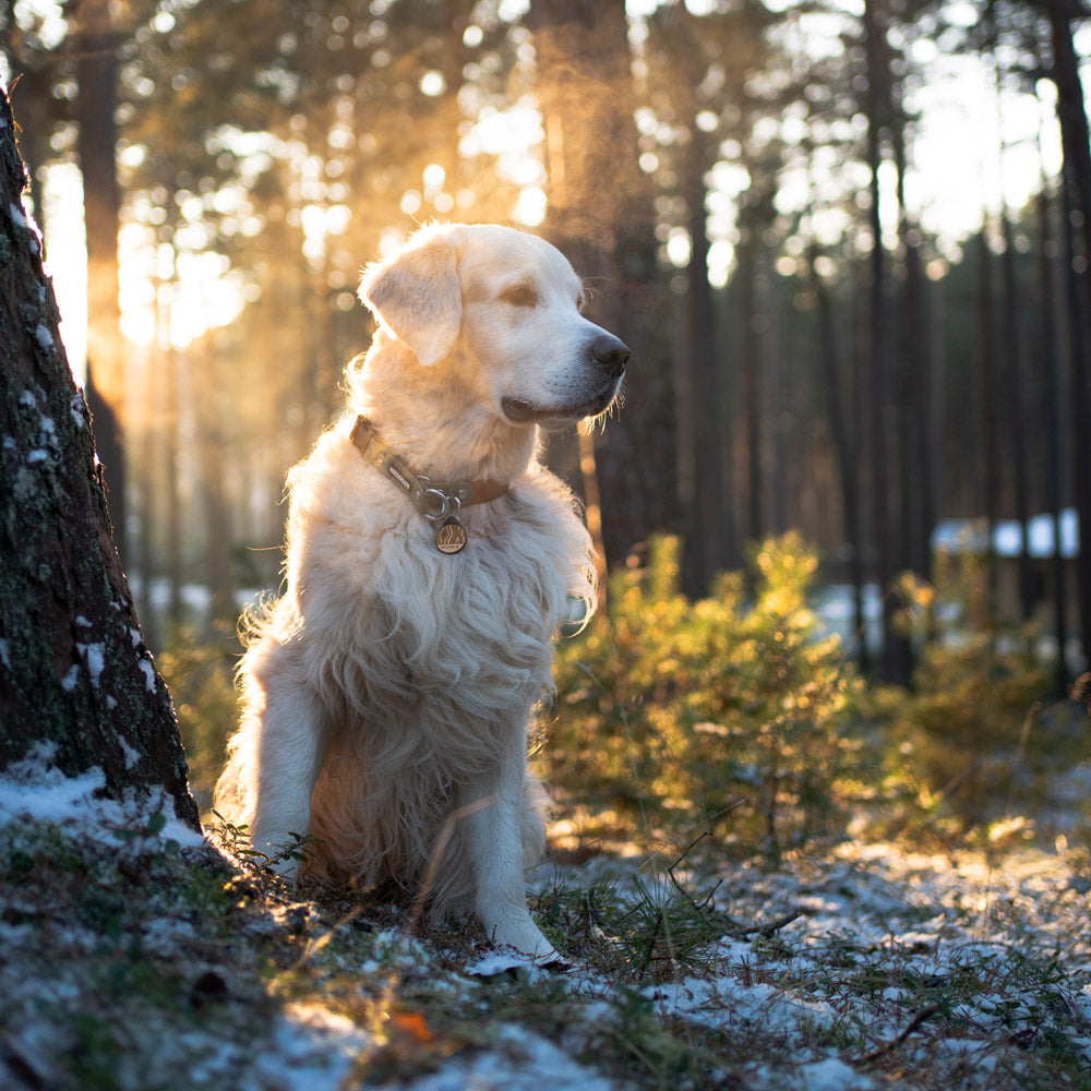 Woodgrain - Silent Dog ID Tag